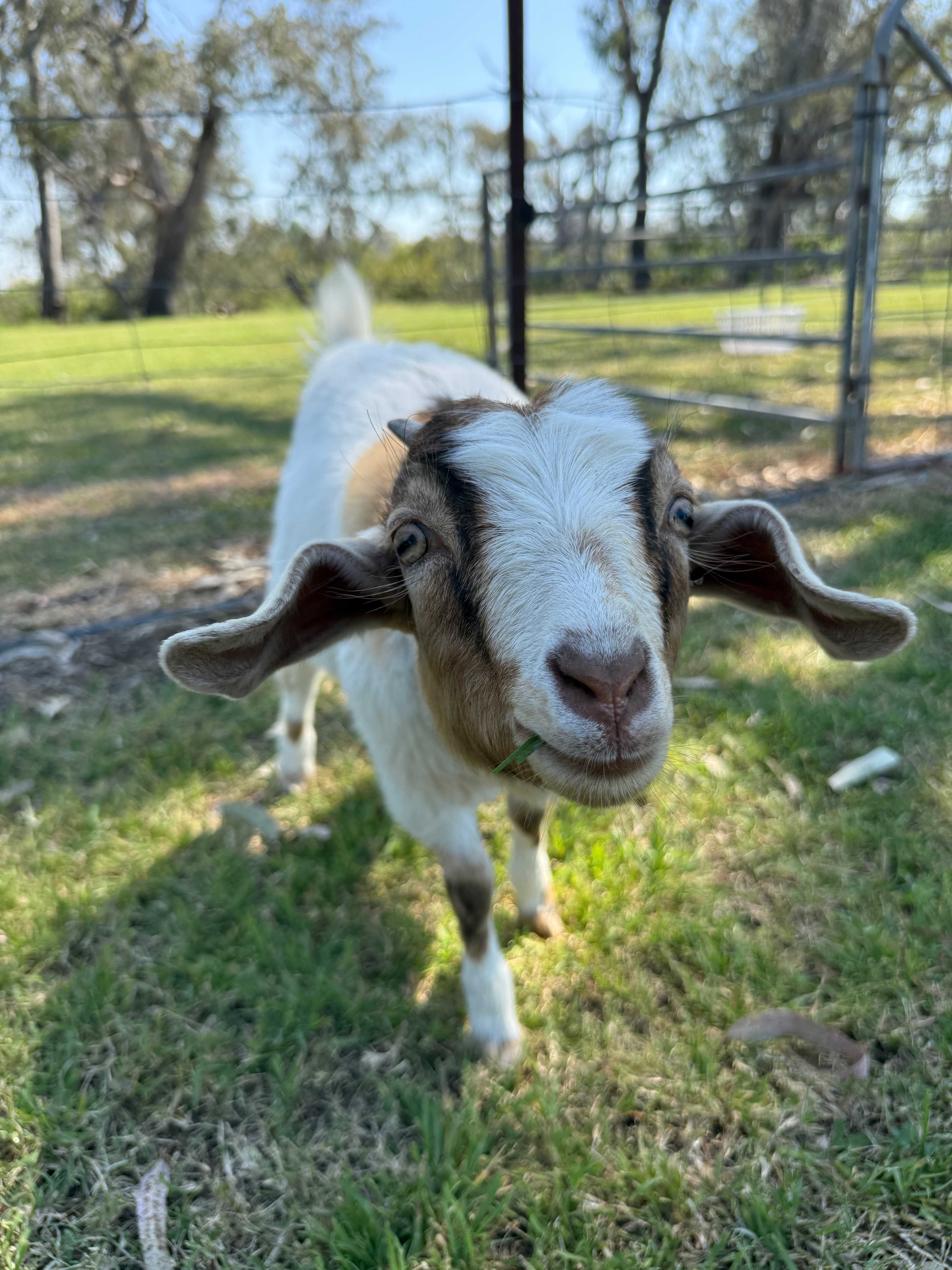 Pringy's Farm Balnagask