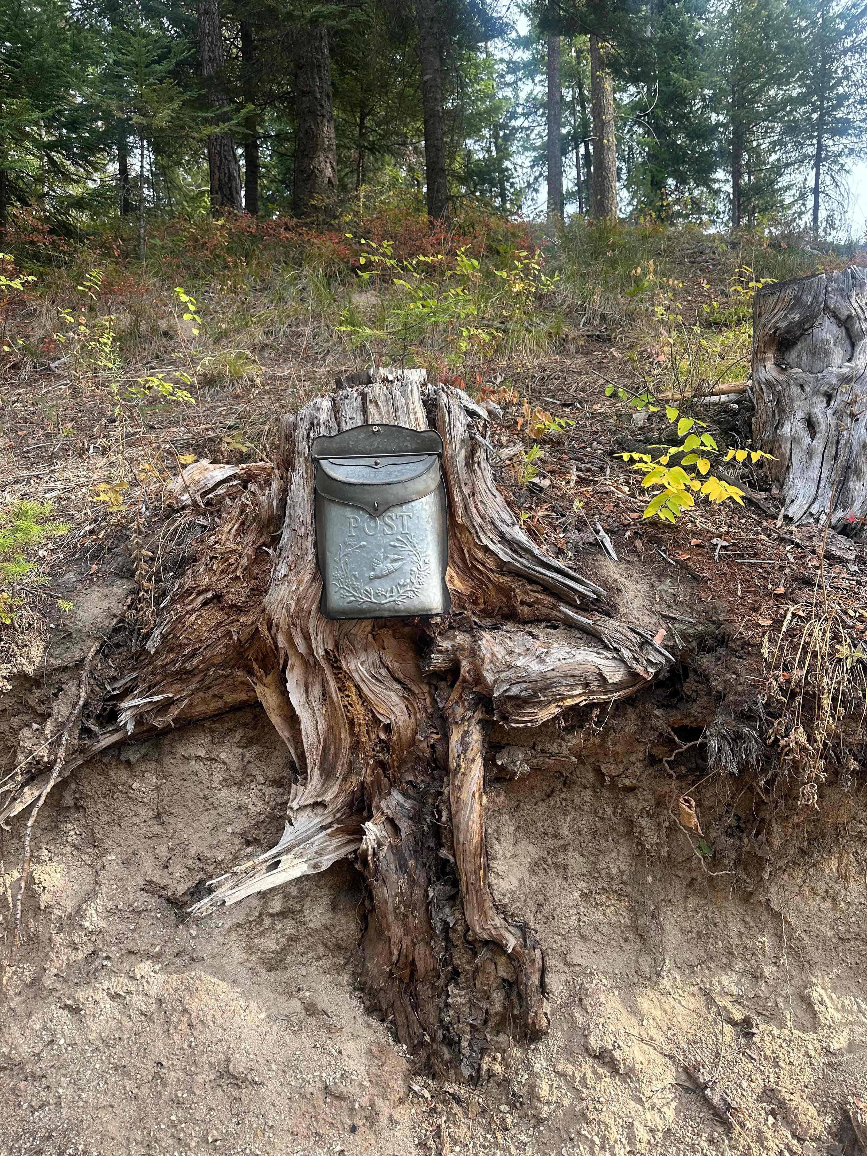 Wild Branches Treehouse