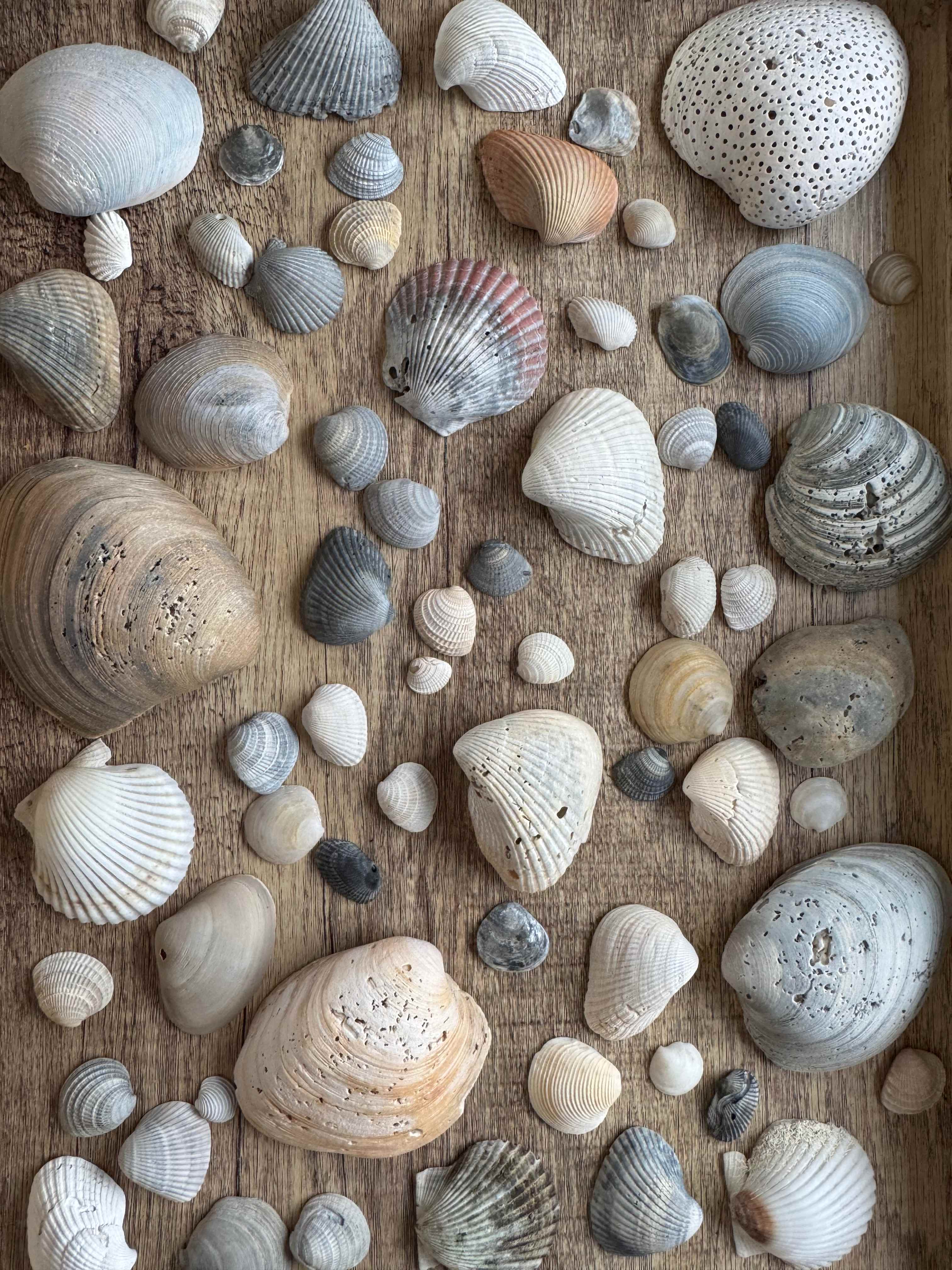 Escape to the Cape RV