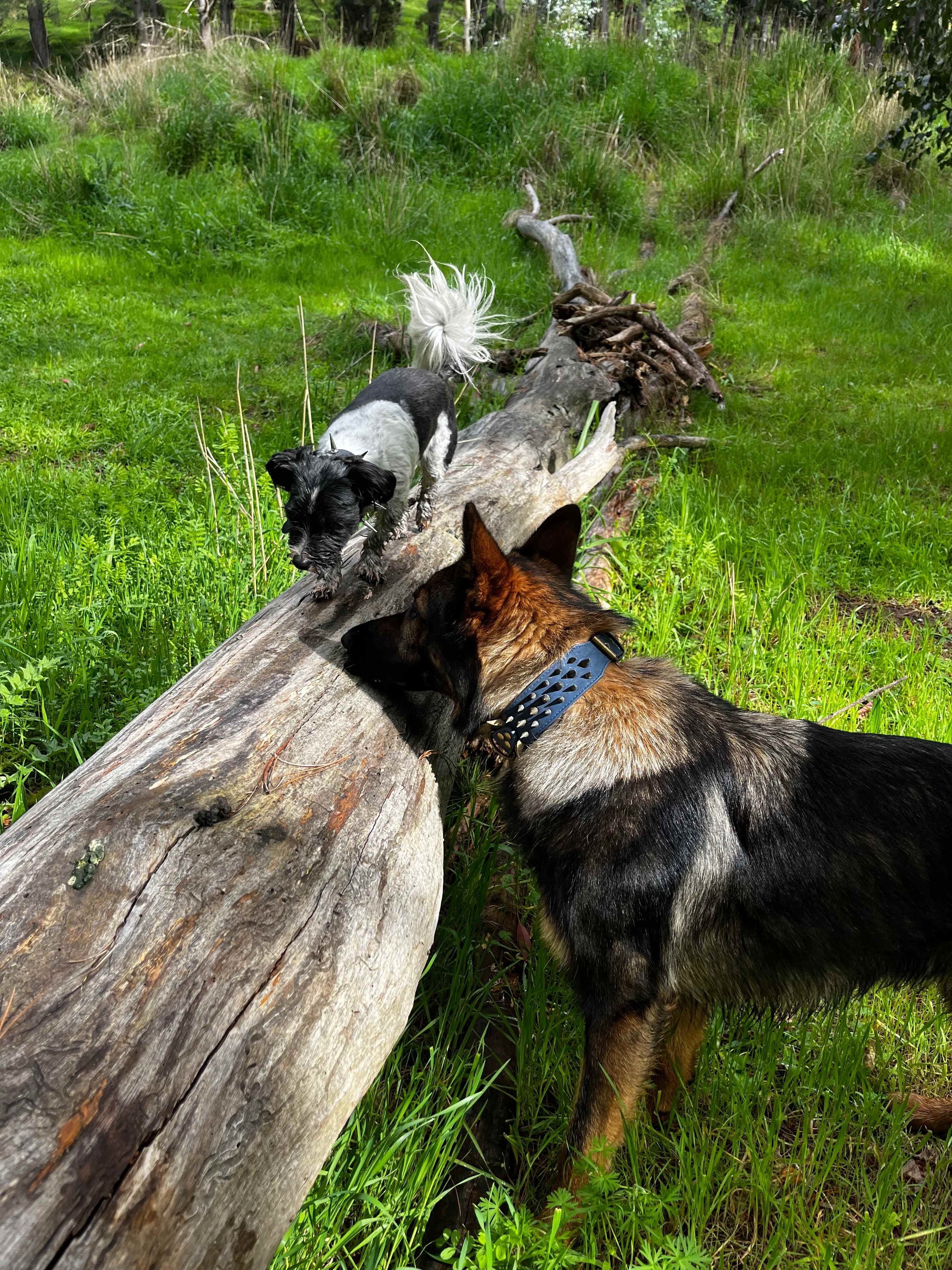 Camp Toondilla (Clarendon SA)