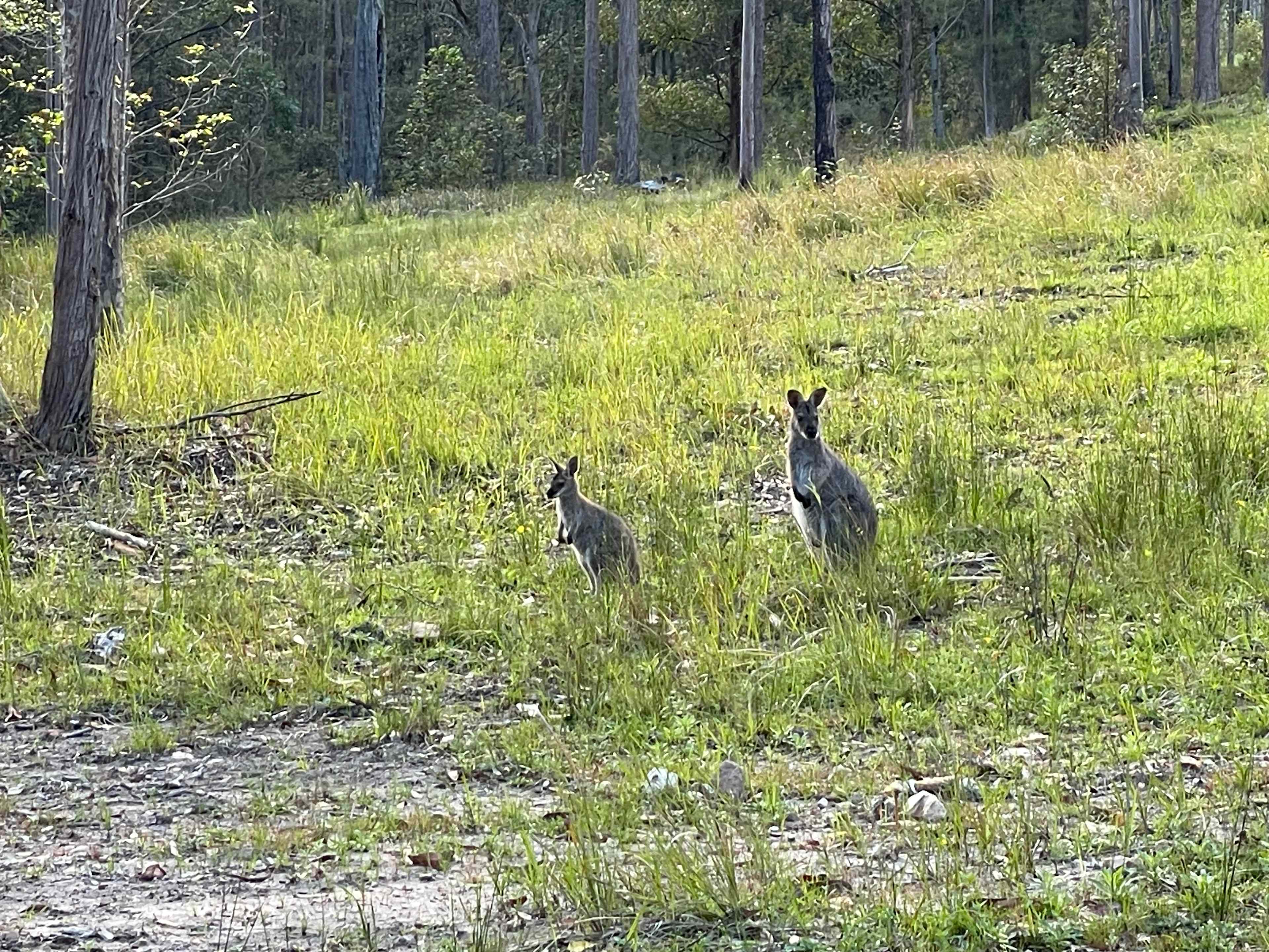 Plenty of wallabies that come visit 