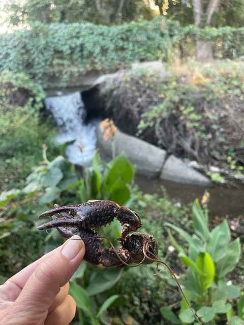 Someone had a nice snack by the waterfall