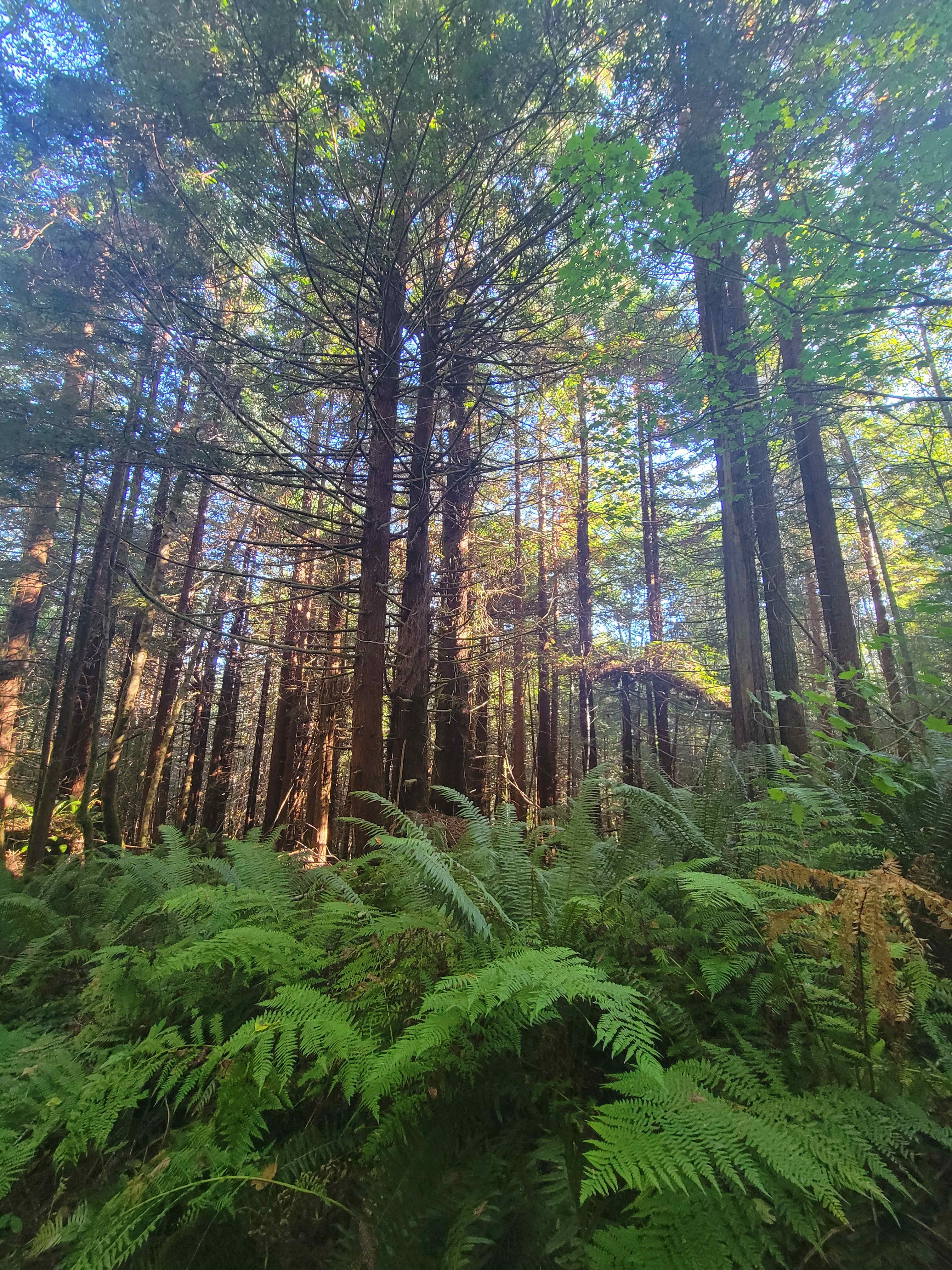Mystic Forest Campground