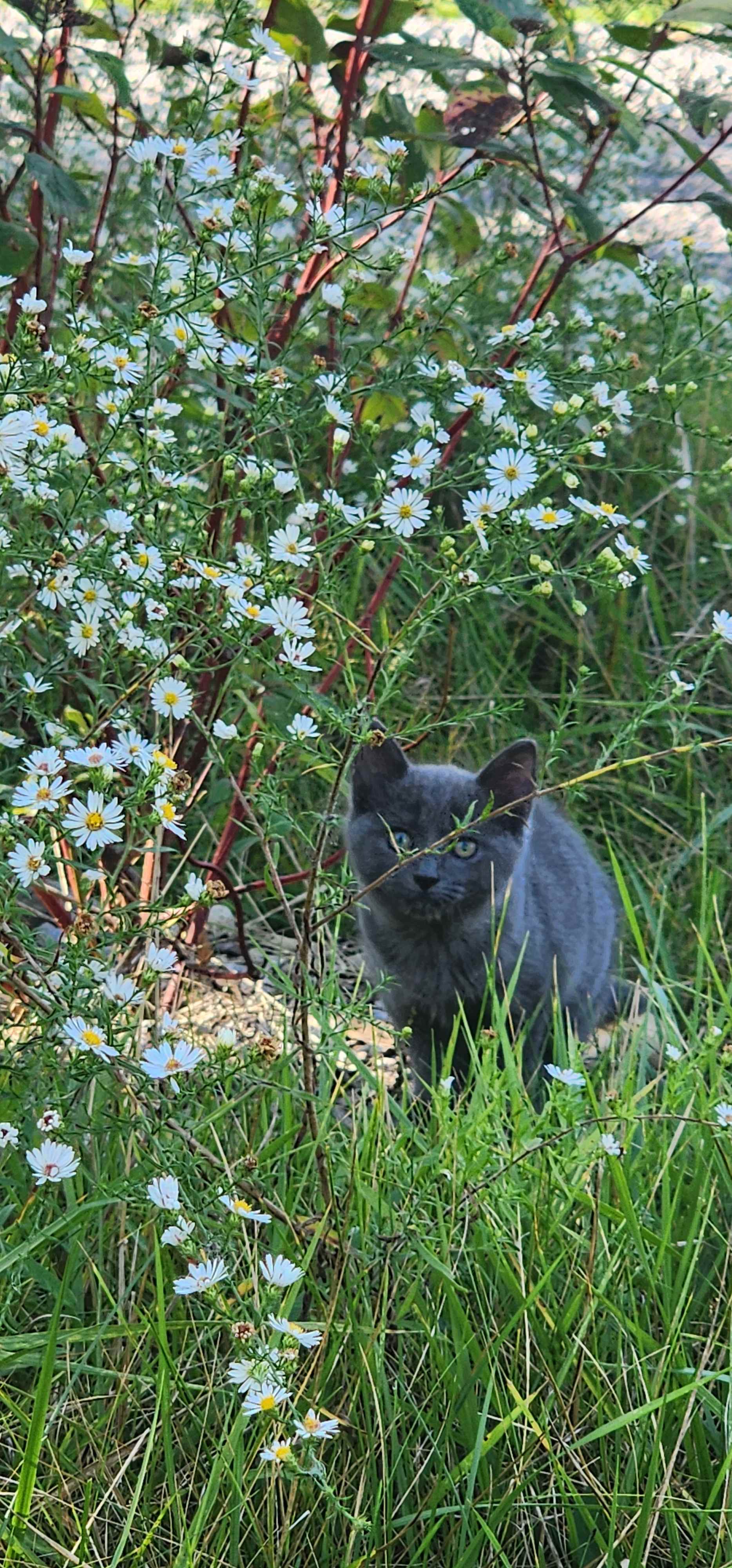 Fallen Tree Campground