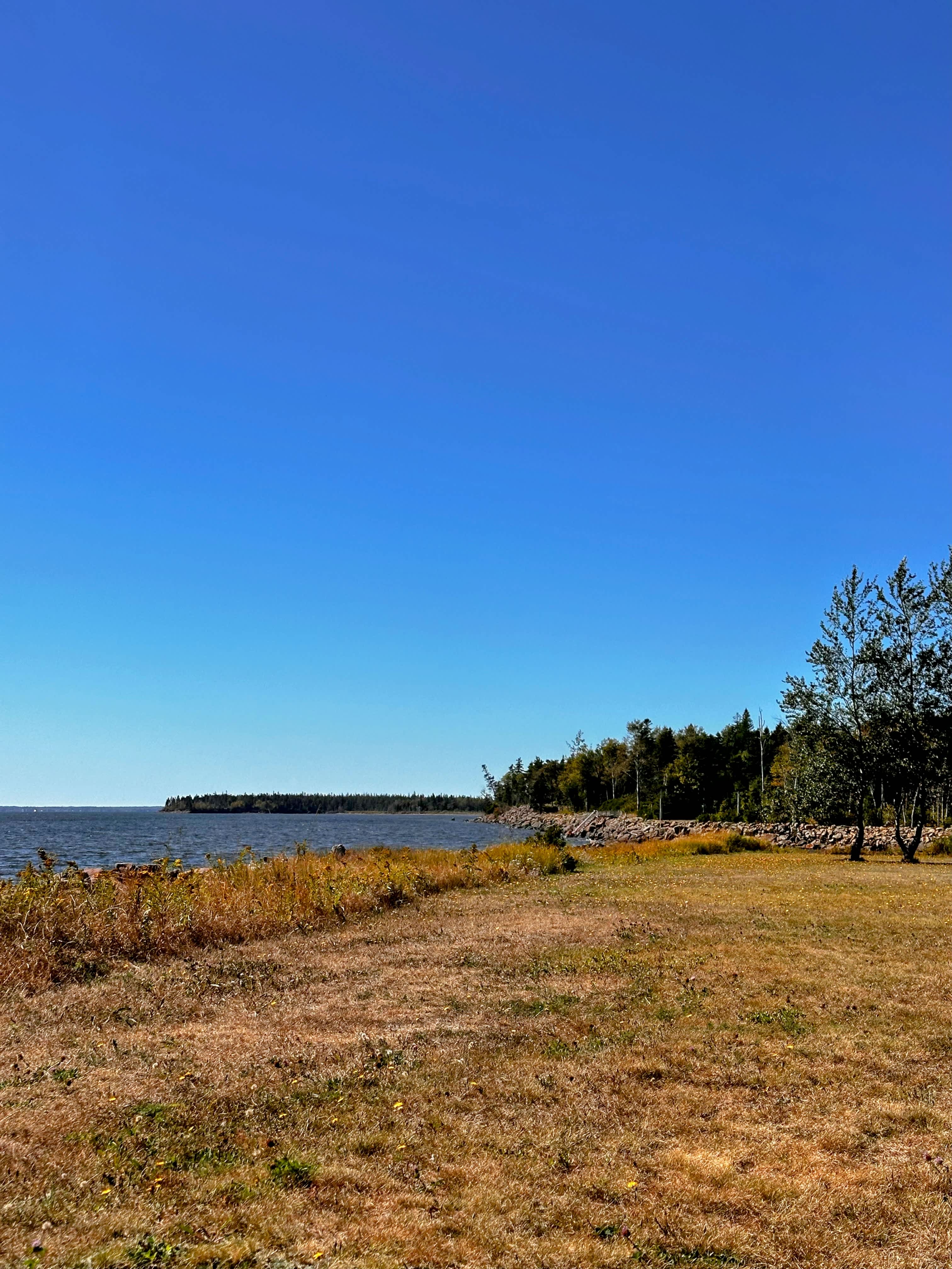 Beach and Forest
