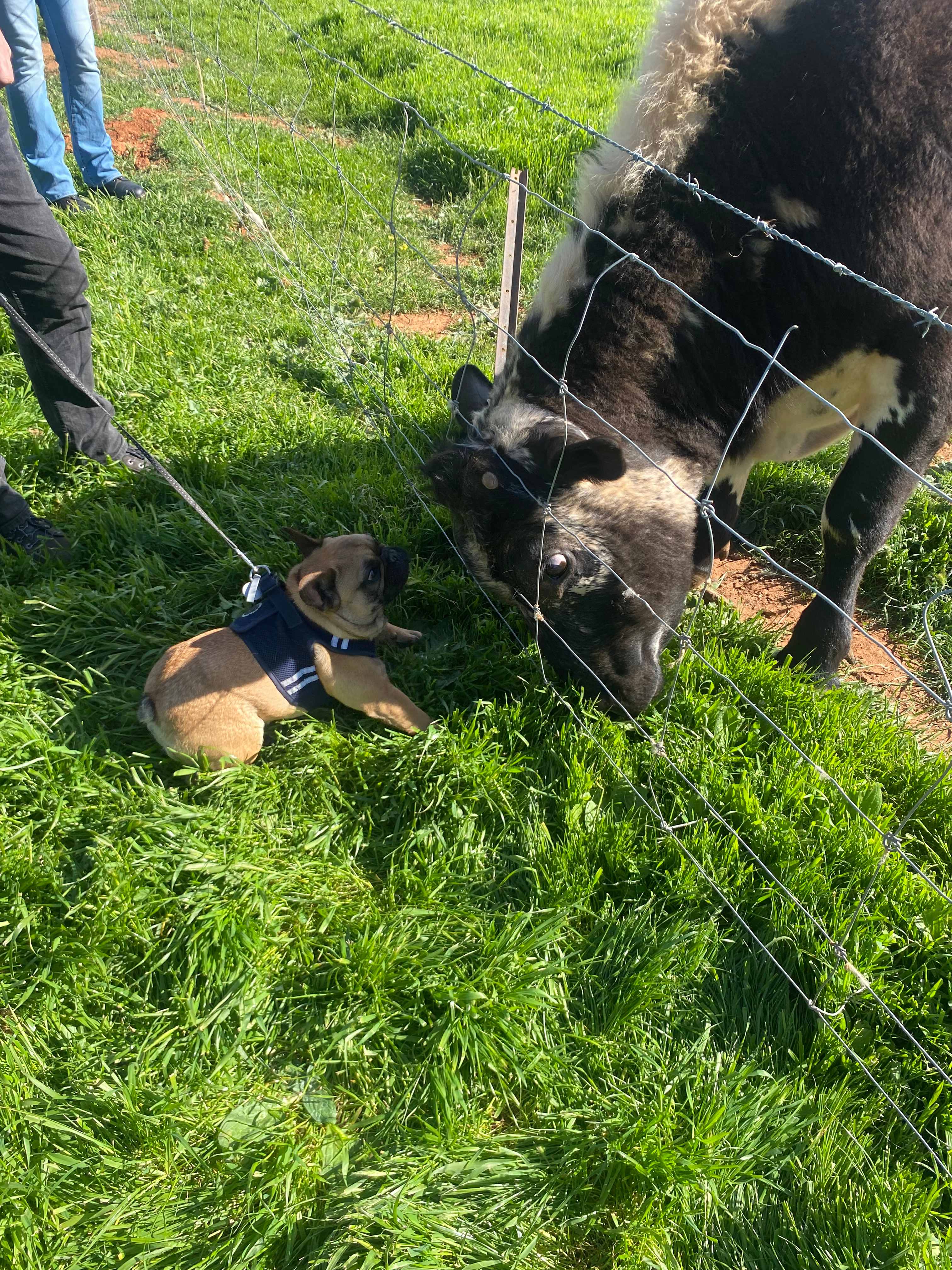 Cartapo Creek - Farm Stay