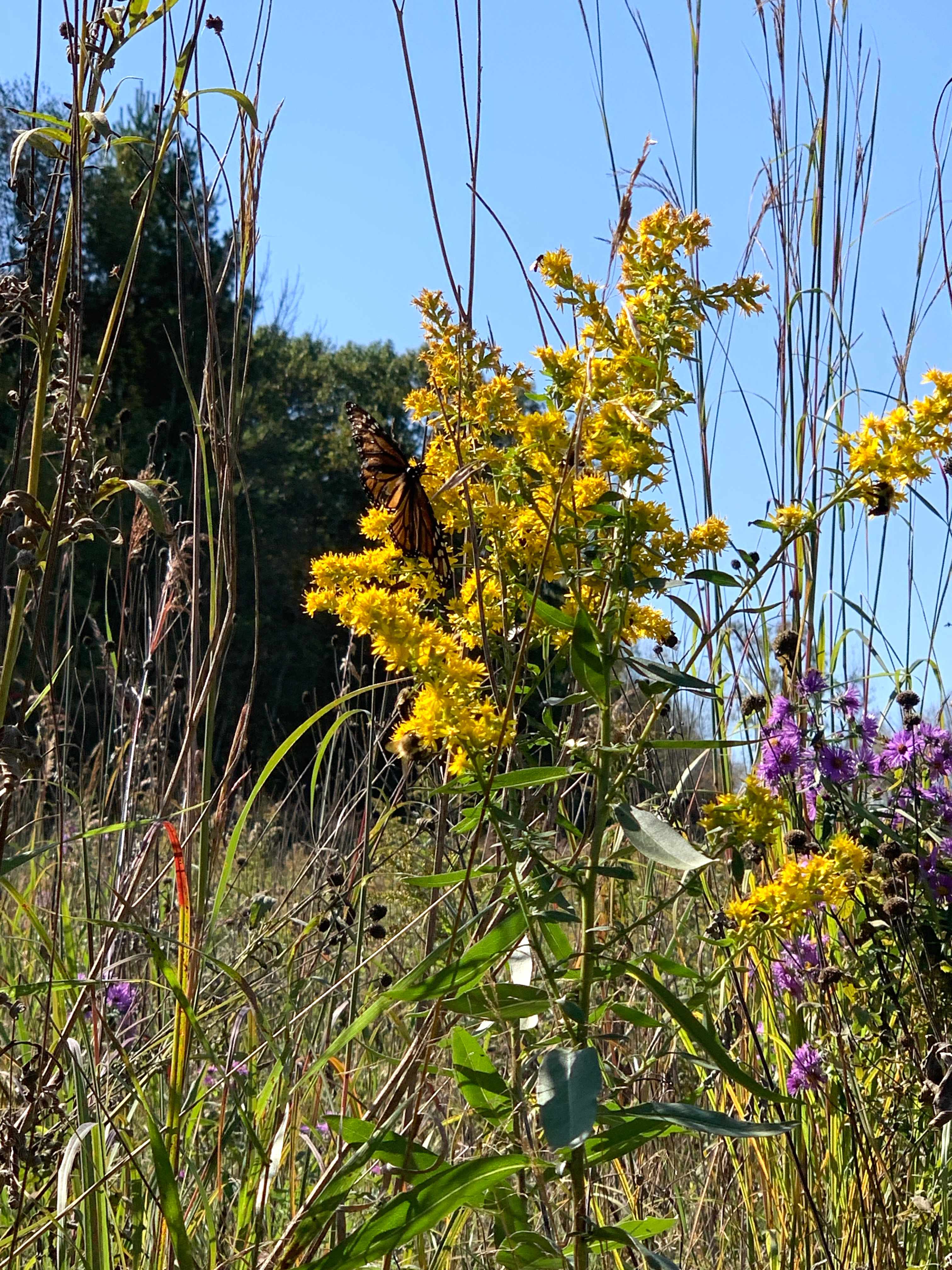 Goldenrod and aster and monarch!