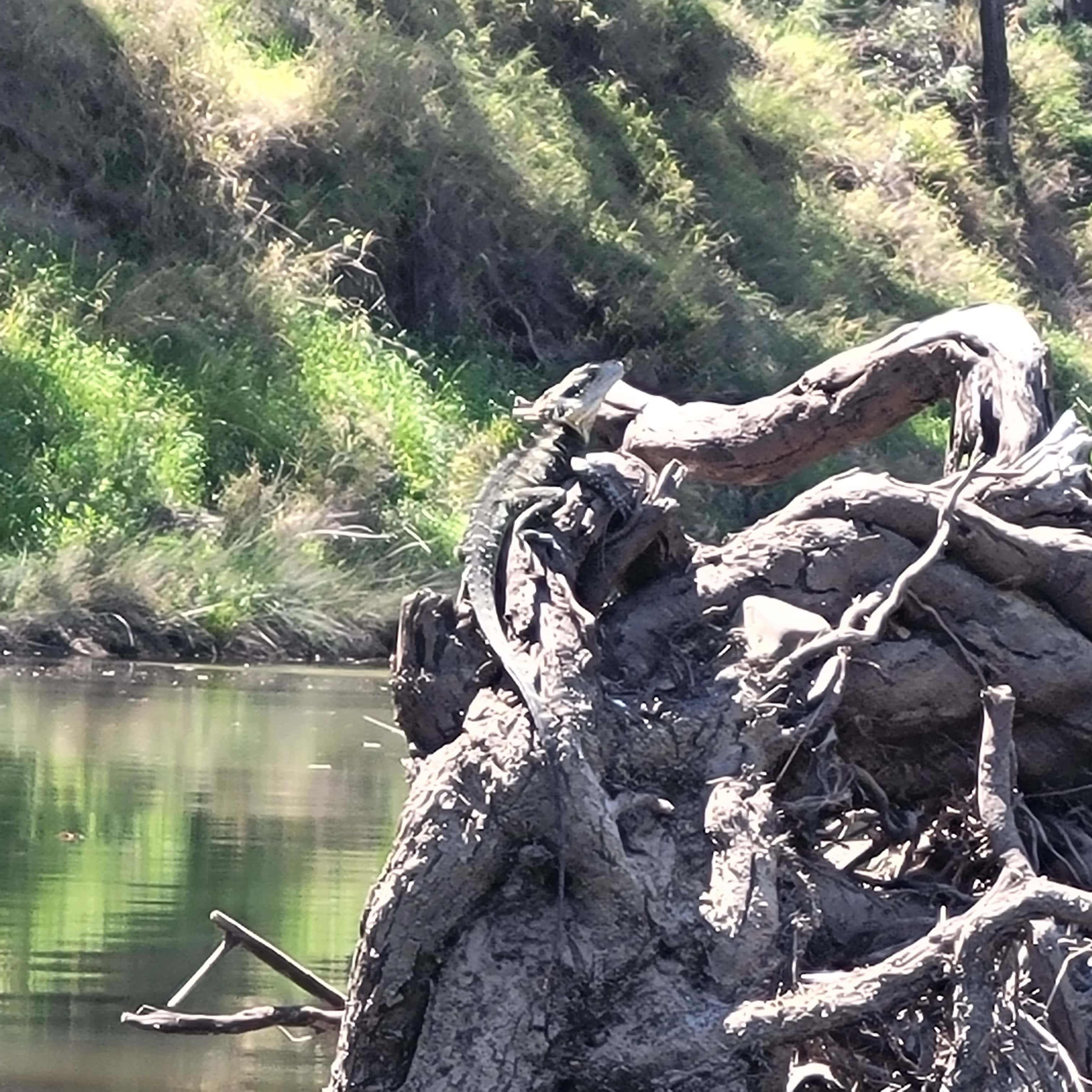Bushland Hideaway on the River