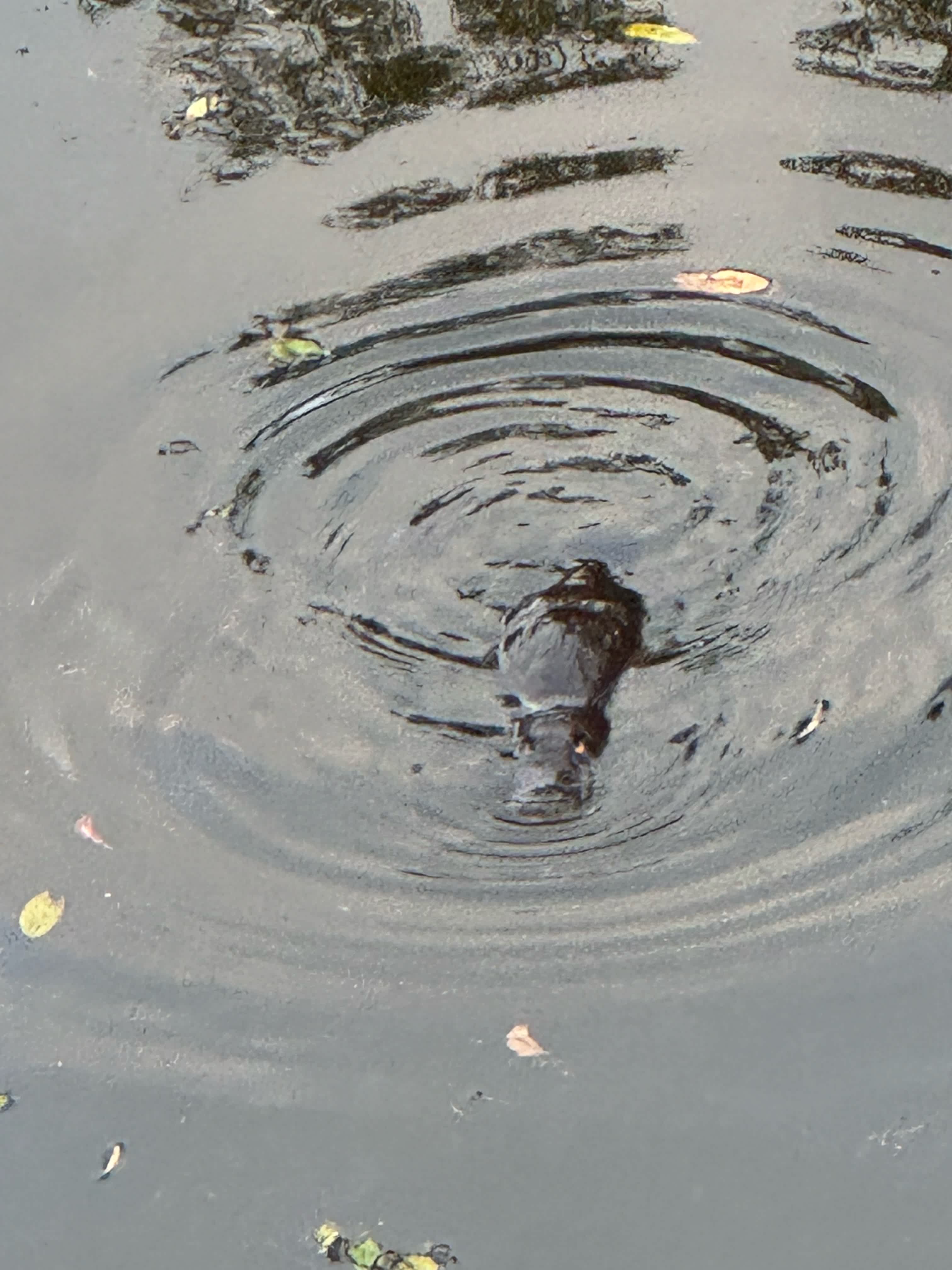 Cahoola Cabins and Camping