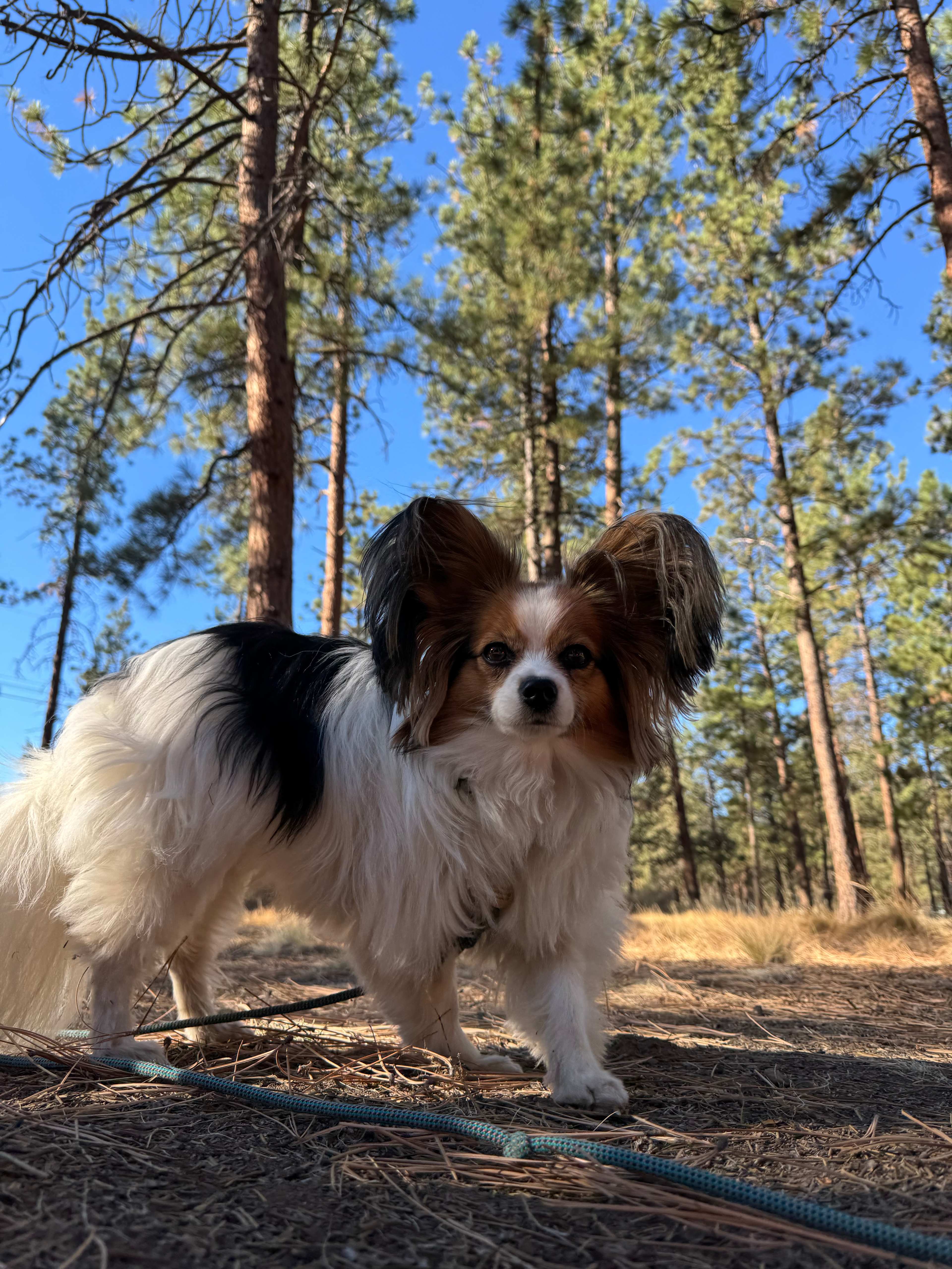 Dog friendly! Keep ‘em on their tether though. 