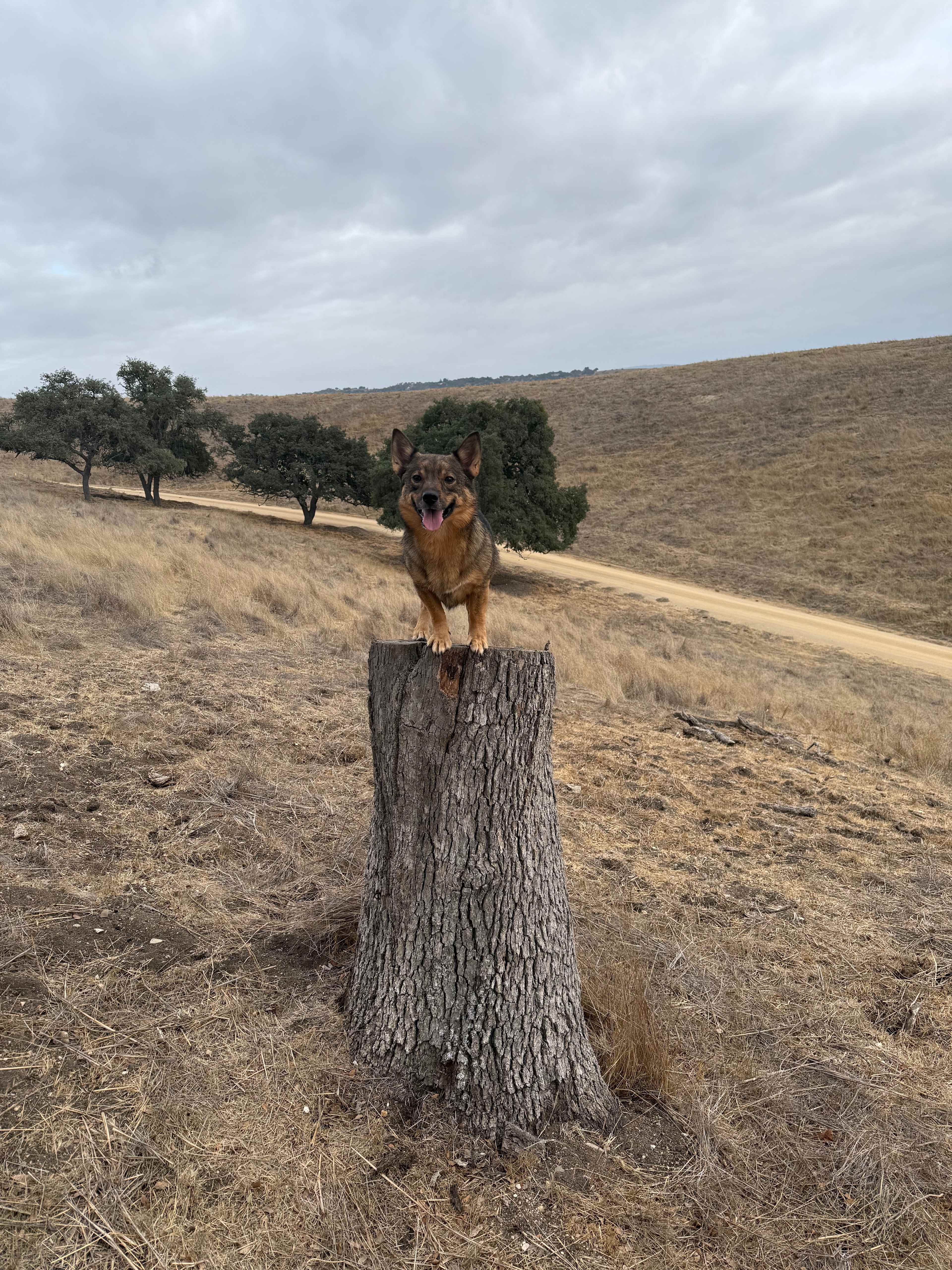 Twisted Branch