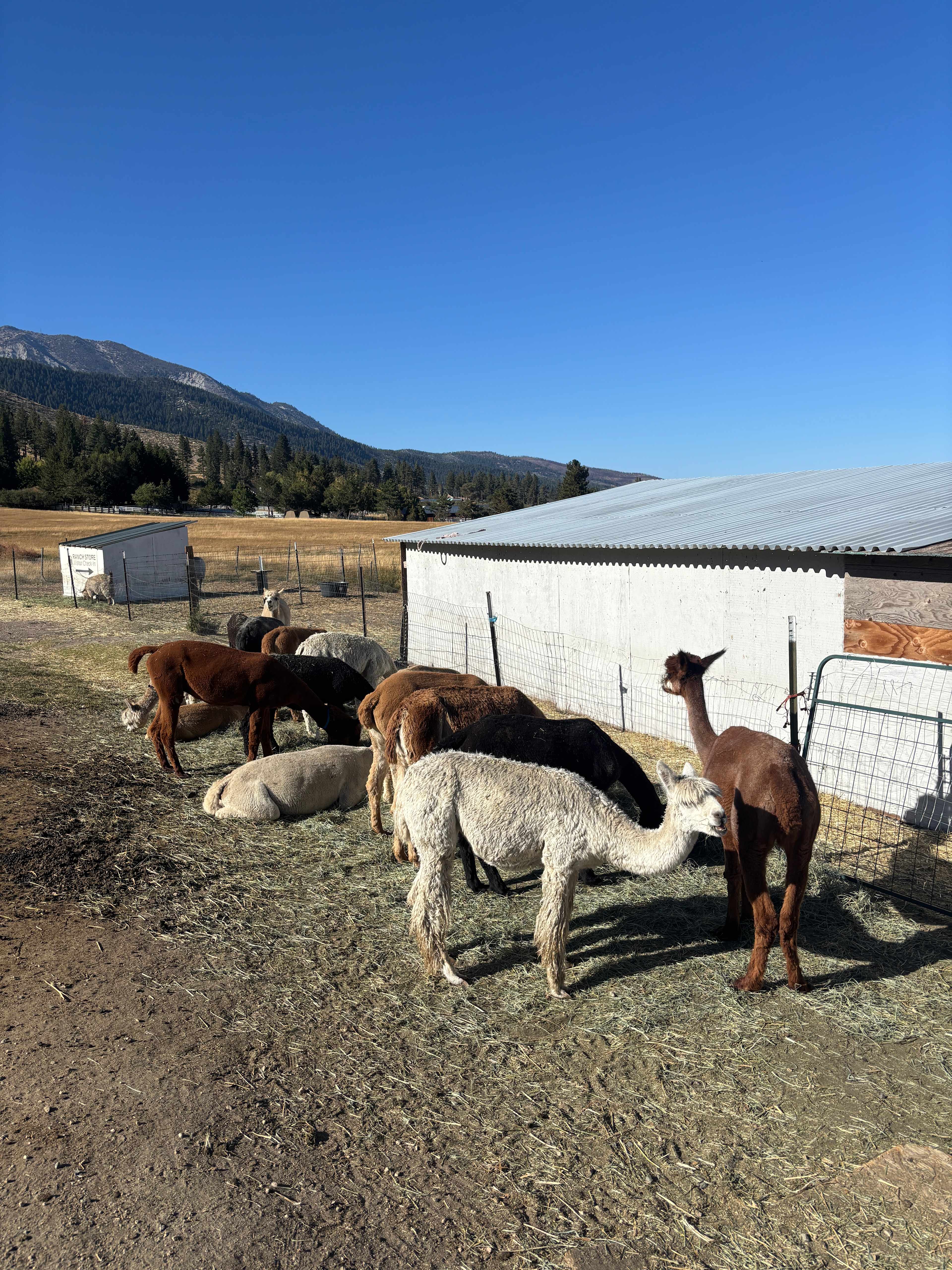 L.Davis Ranch and Olde LYFE Alpacas