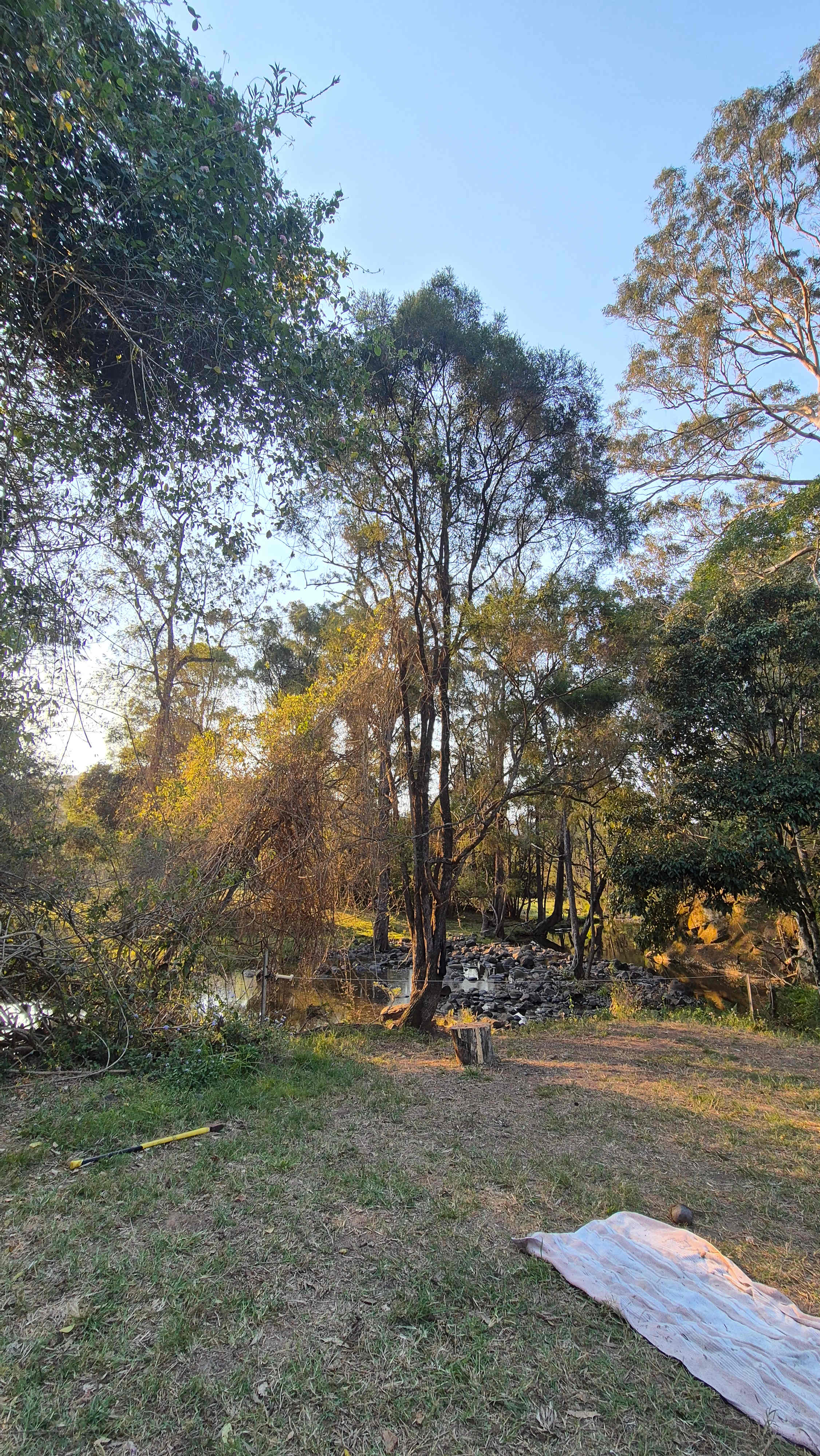 Tyungun At Ferny Glen