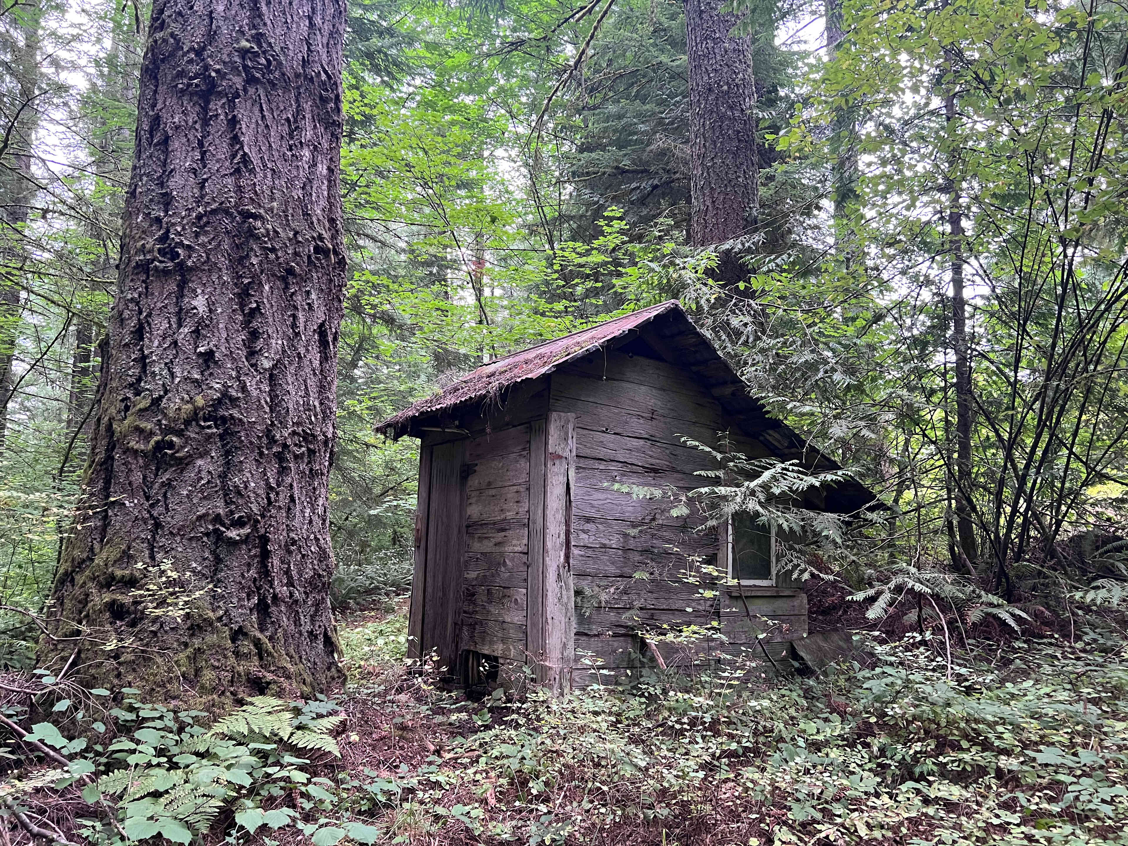 Cedar Root at Highland Butte