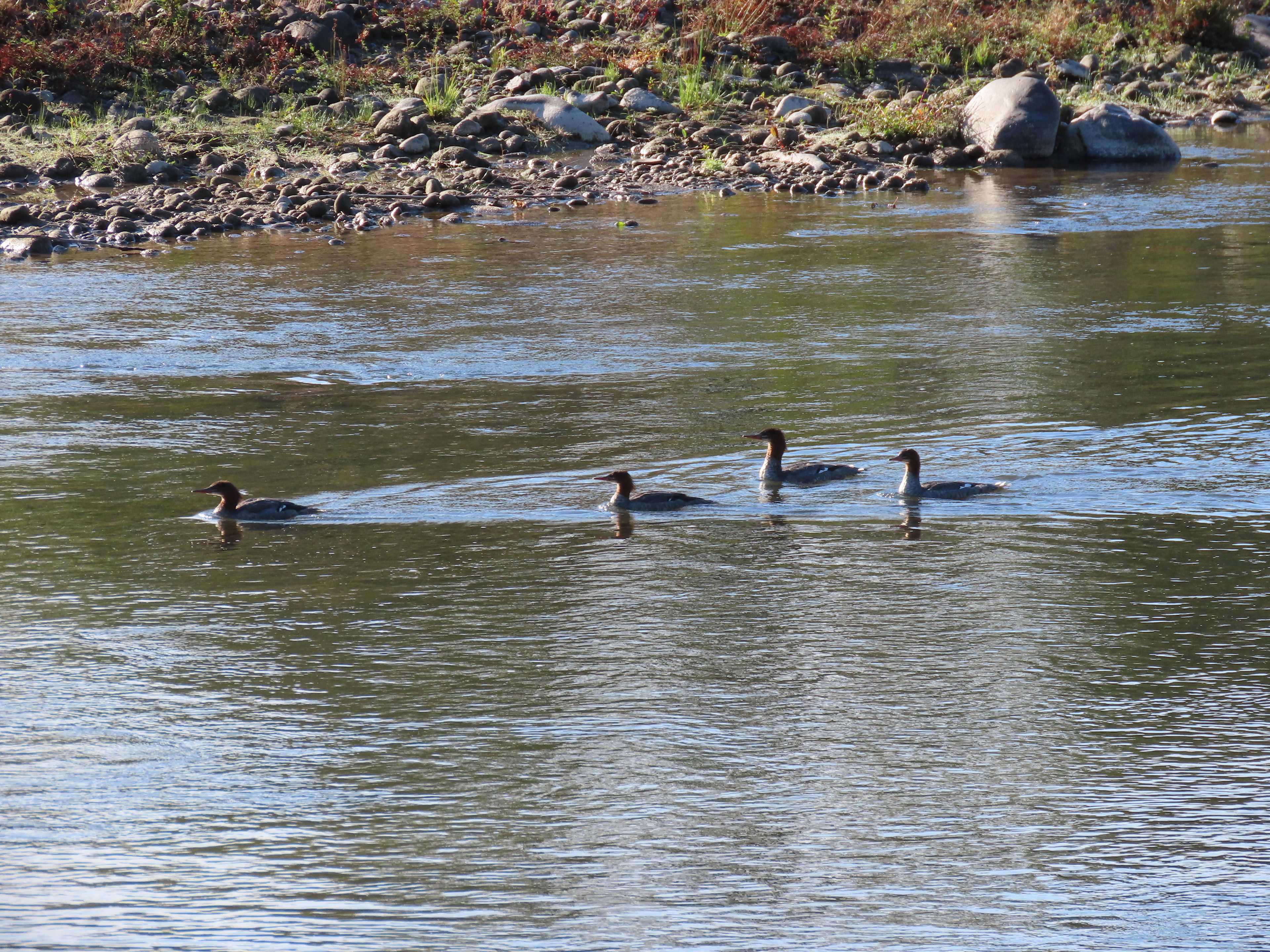 Otter Pond Riverfront Getaway