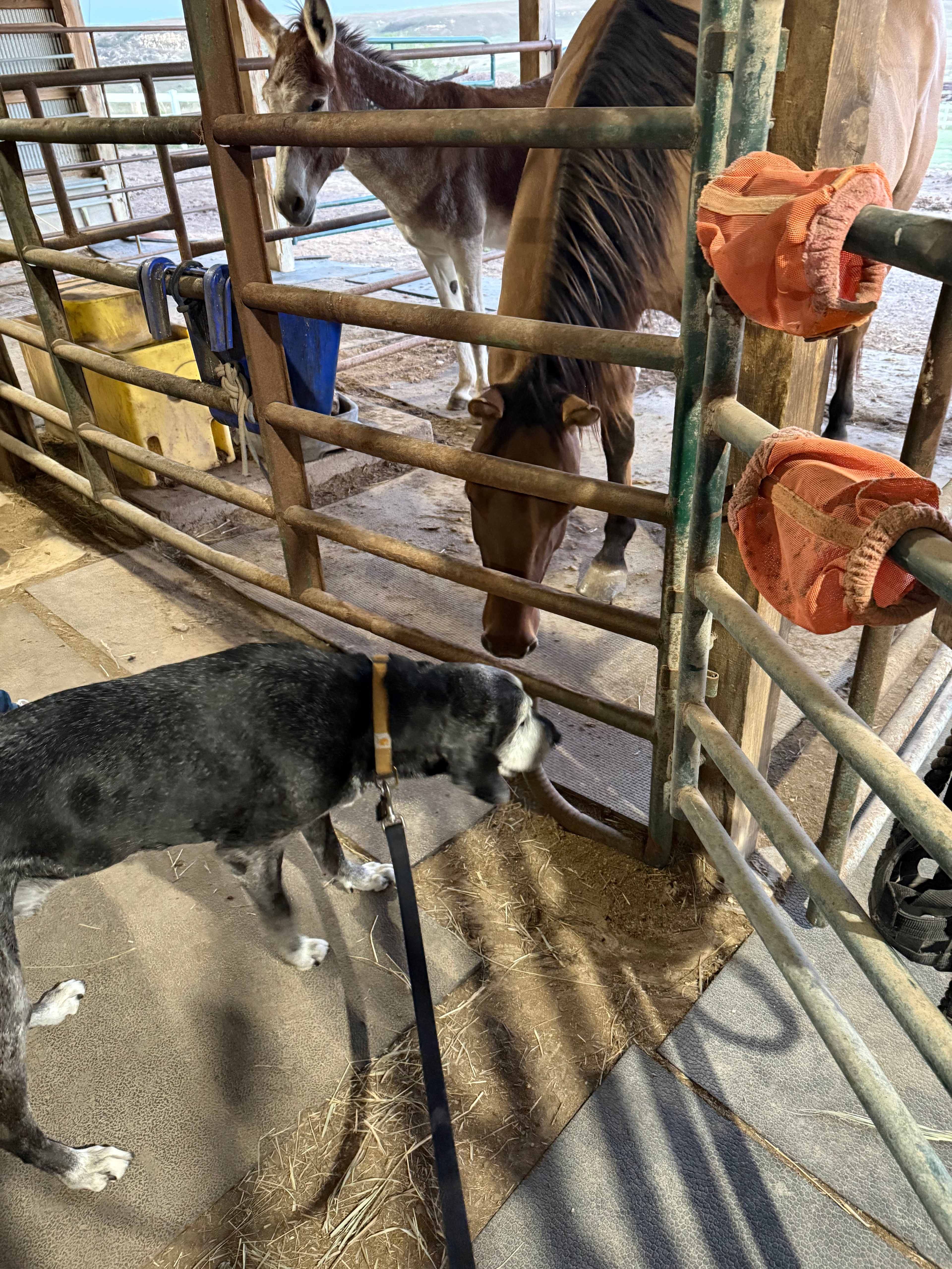 Branded 5 Stable & Kennel LLC