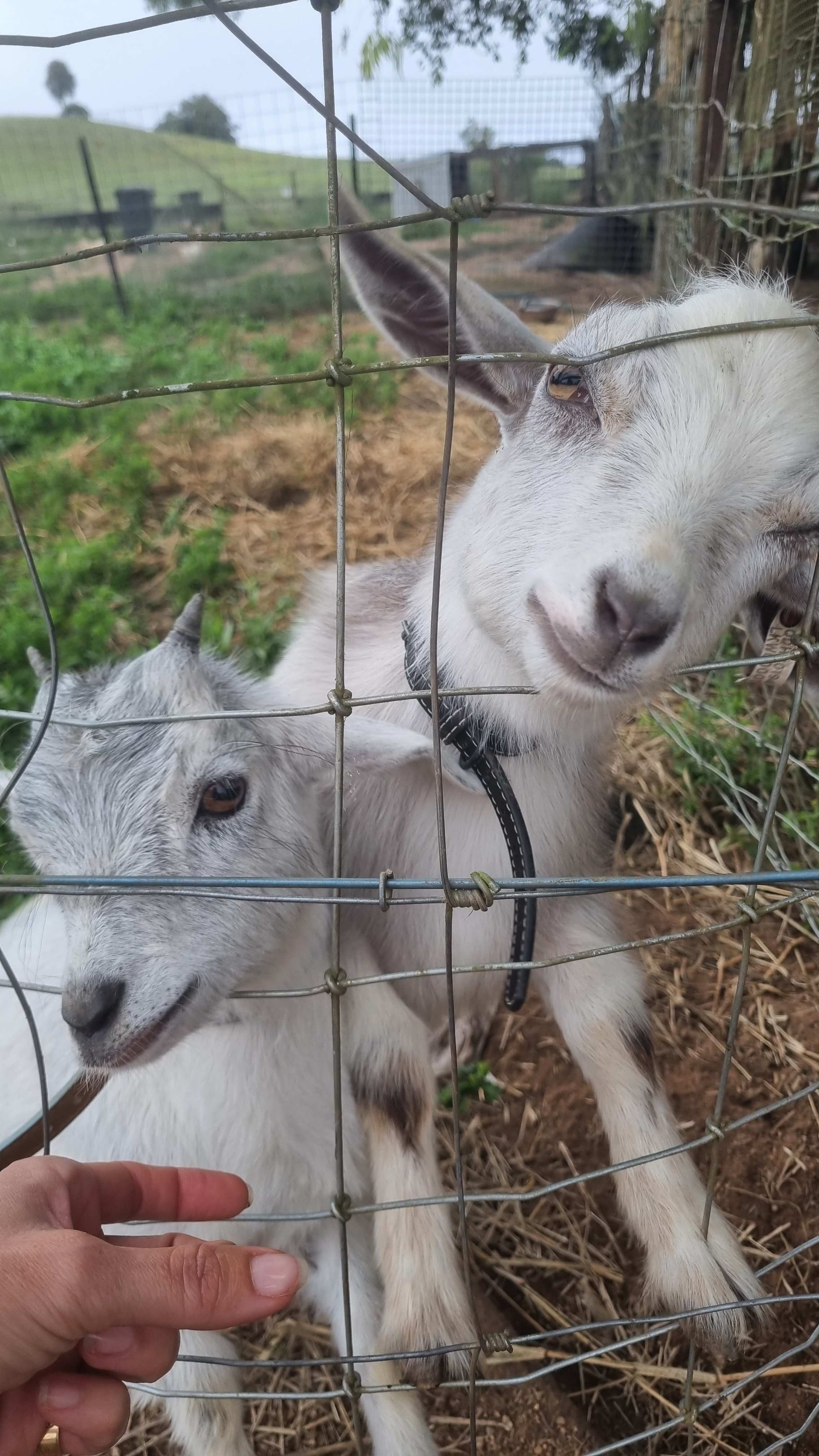 Barrine Farmstay And Camping