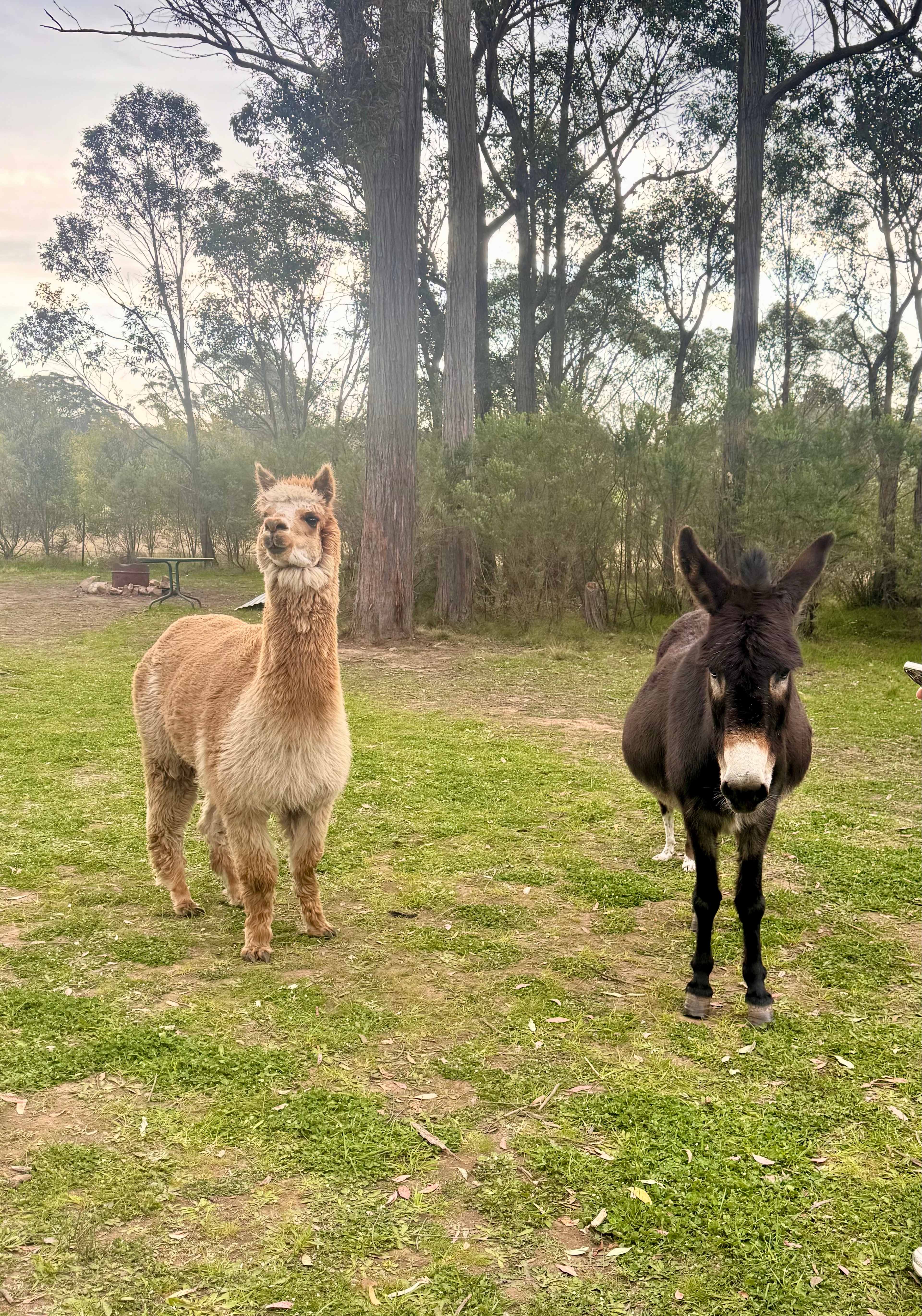 Joadja Gorge Retreat & Camping