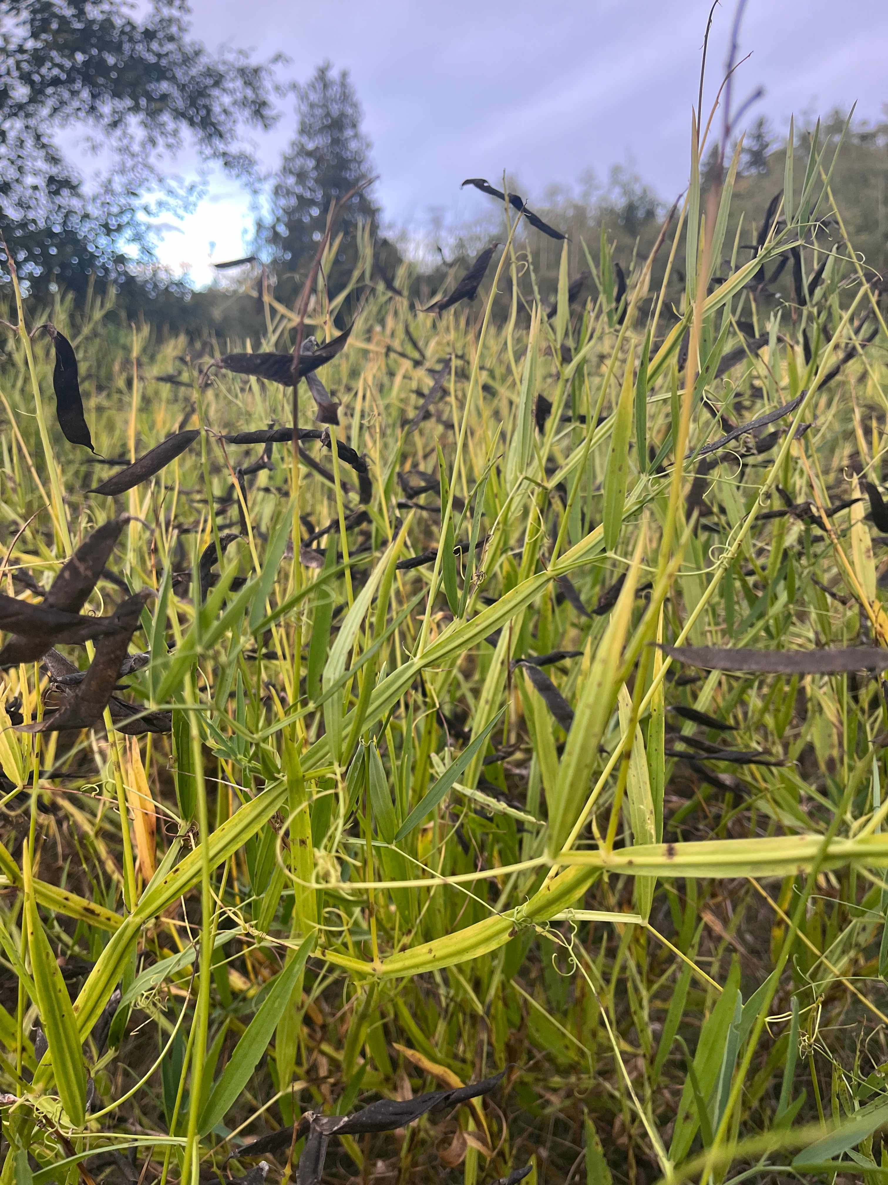 North Wind House: Historic Cascadia