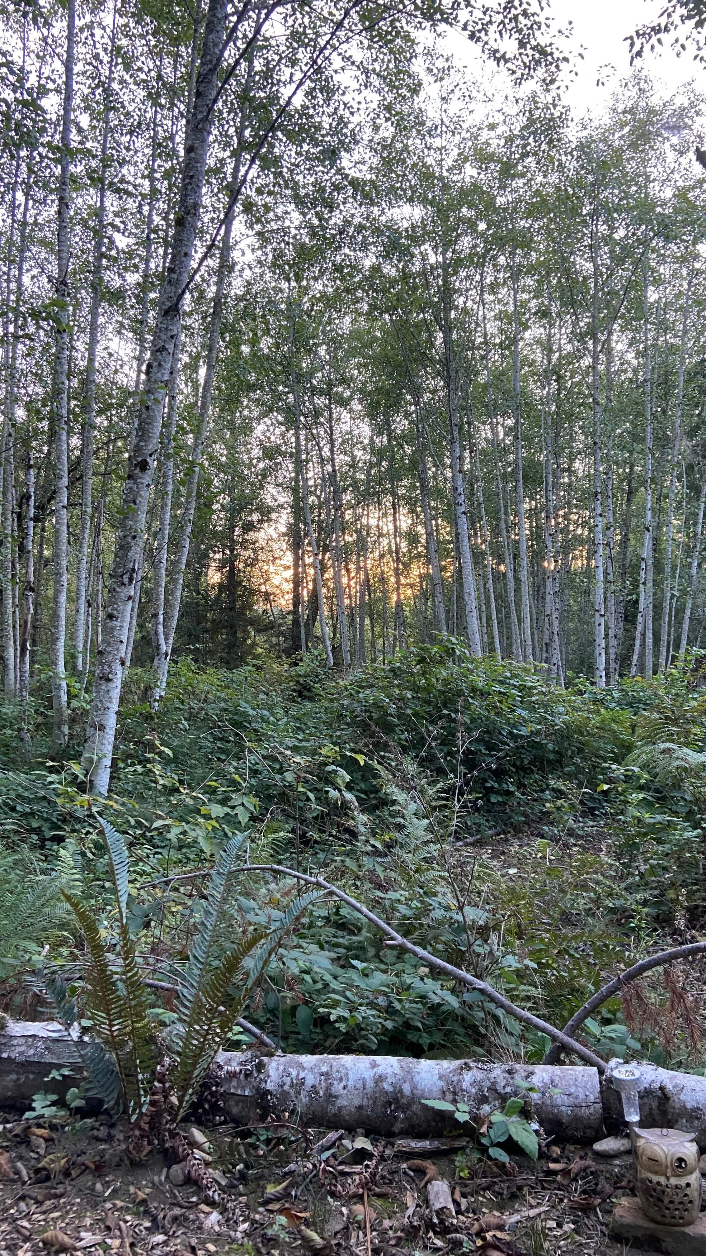 Bumbleberry Woods Camp