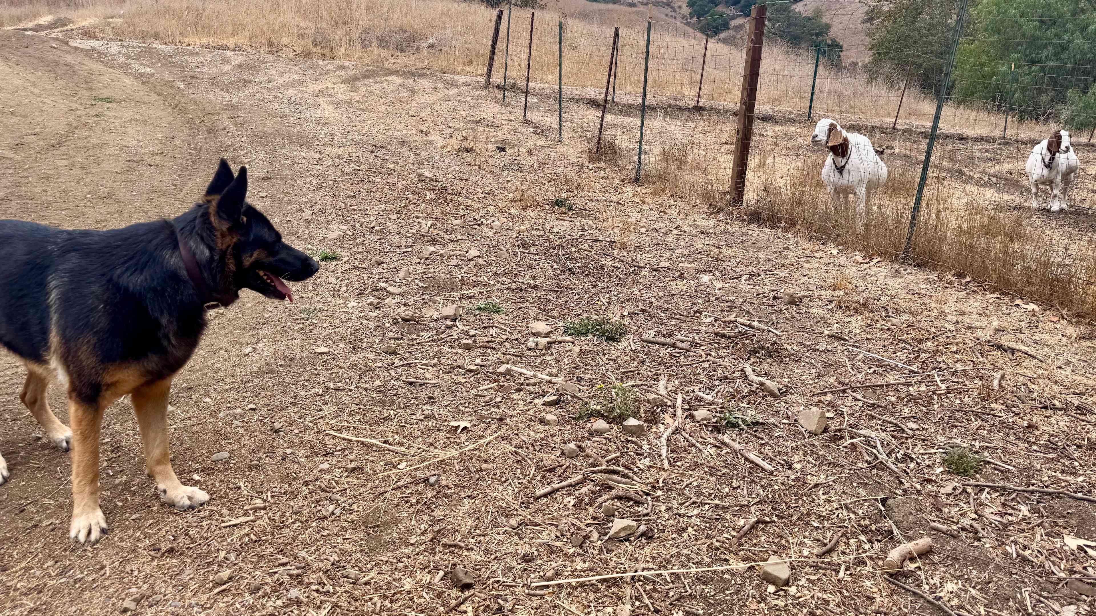 Freedog Farms @ Cactus Flower Ranch