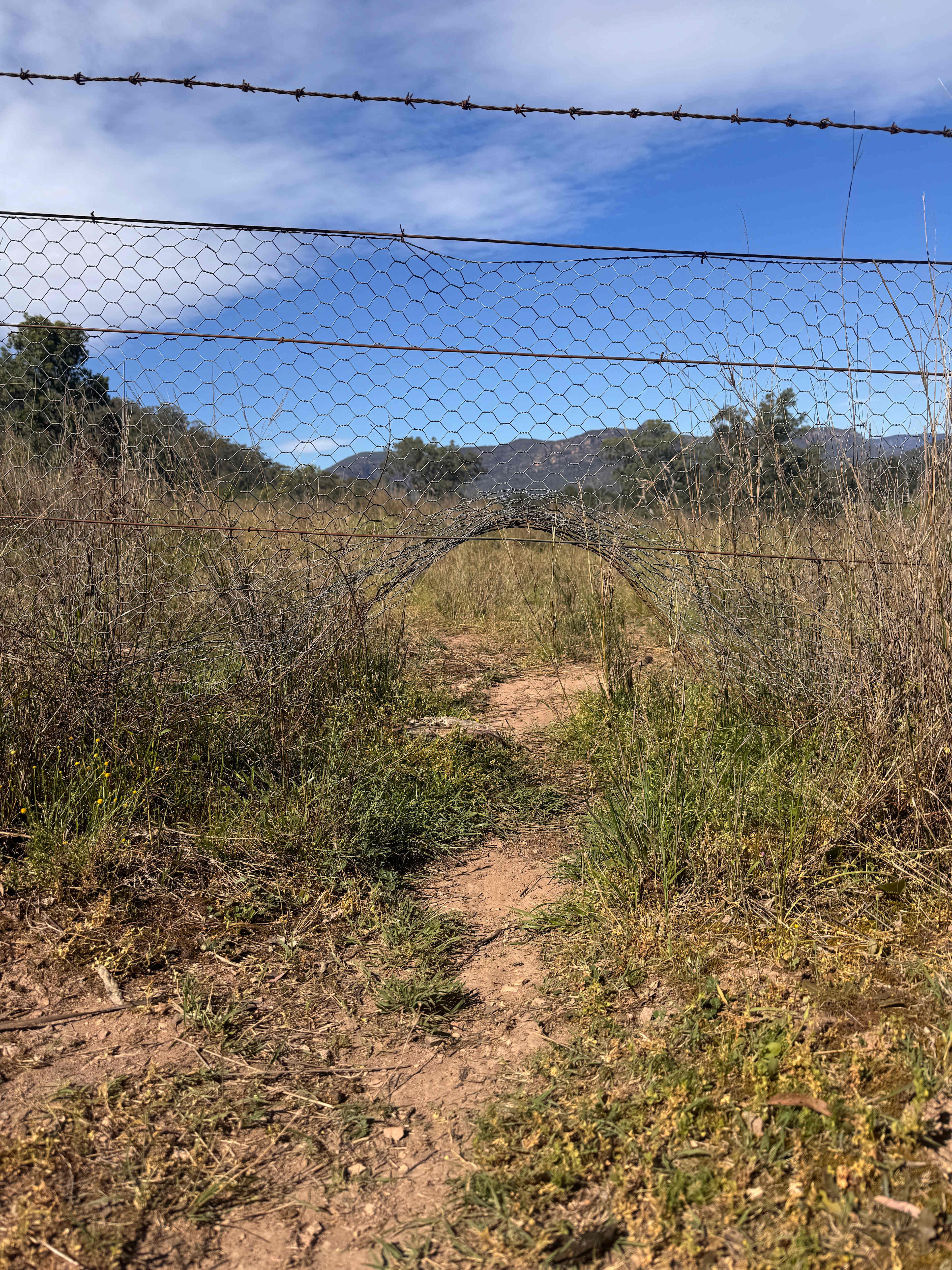 Wombat ‘desire paths’