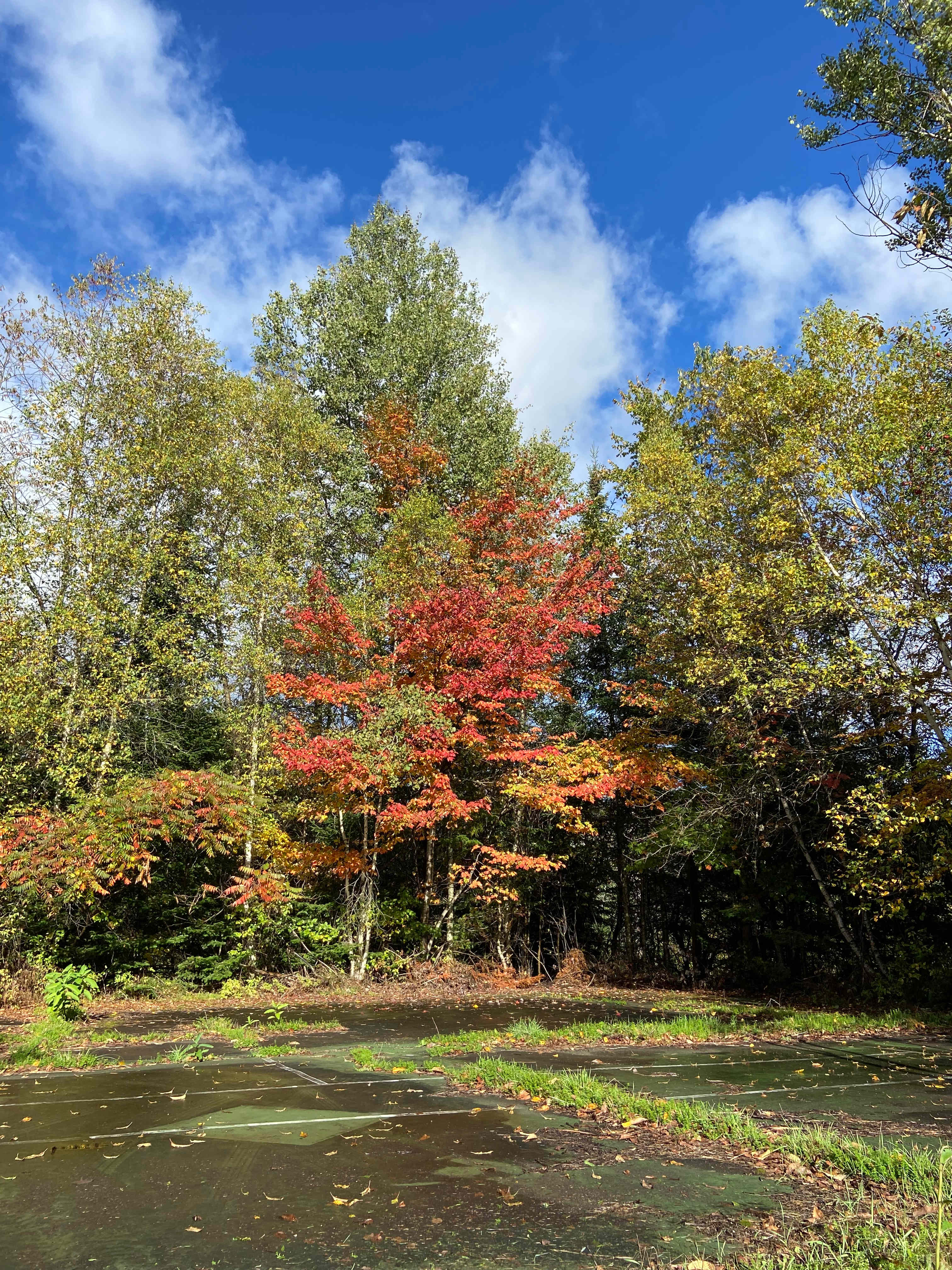 Mountain Creek Horse Farm