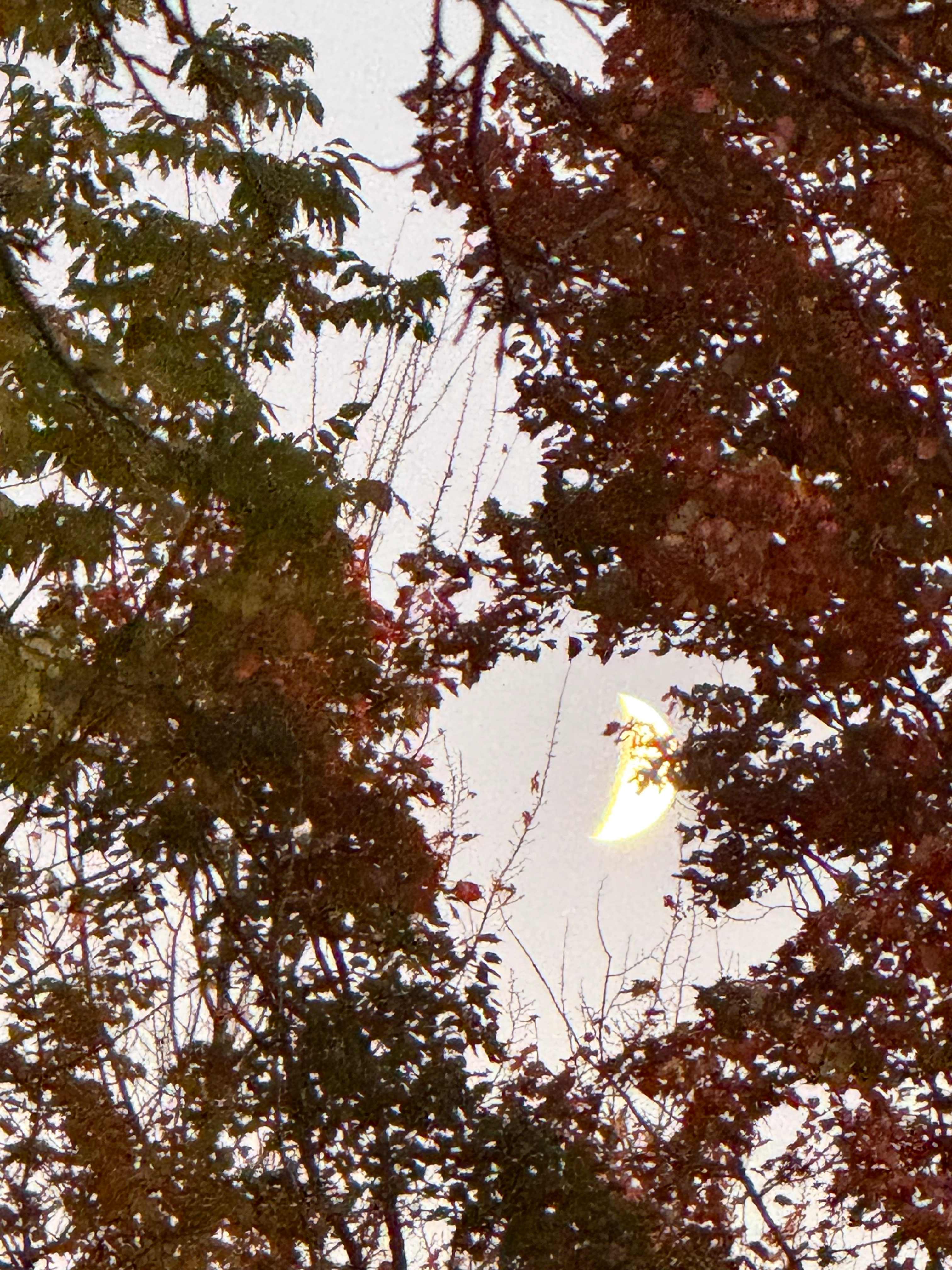 Beautiful Woods & Mountain Views