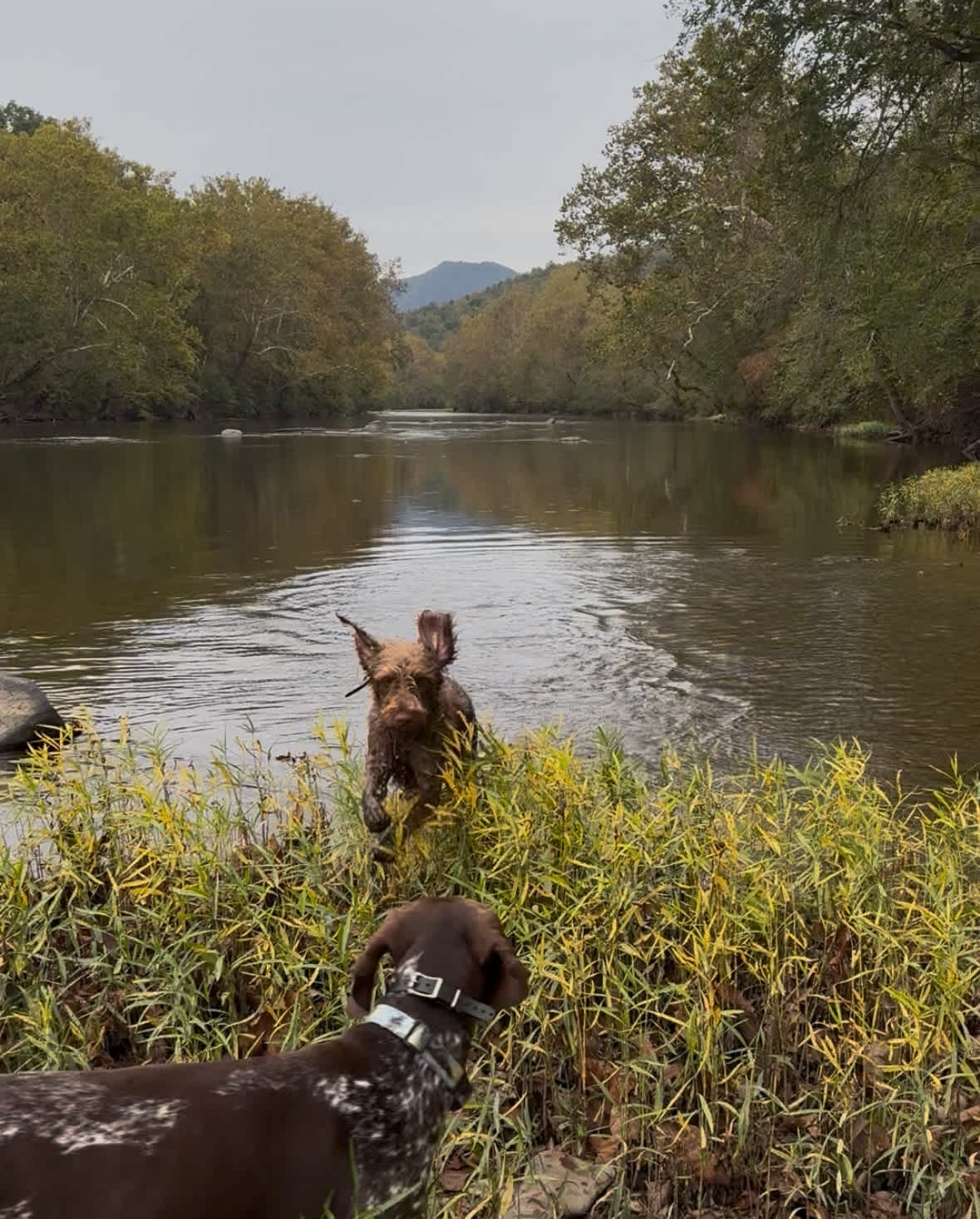 Camping in the shade on the river