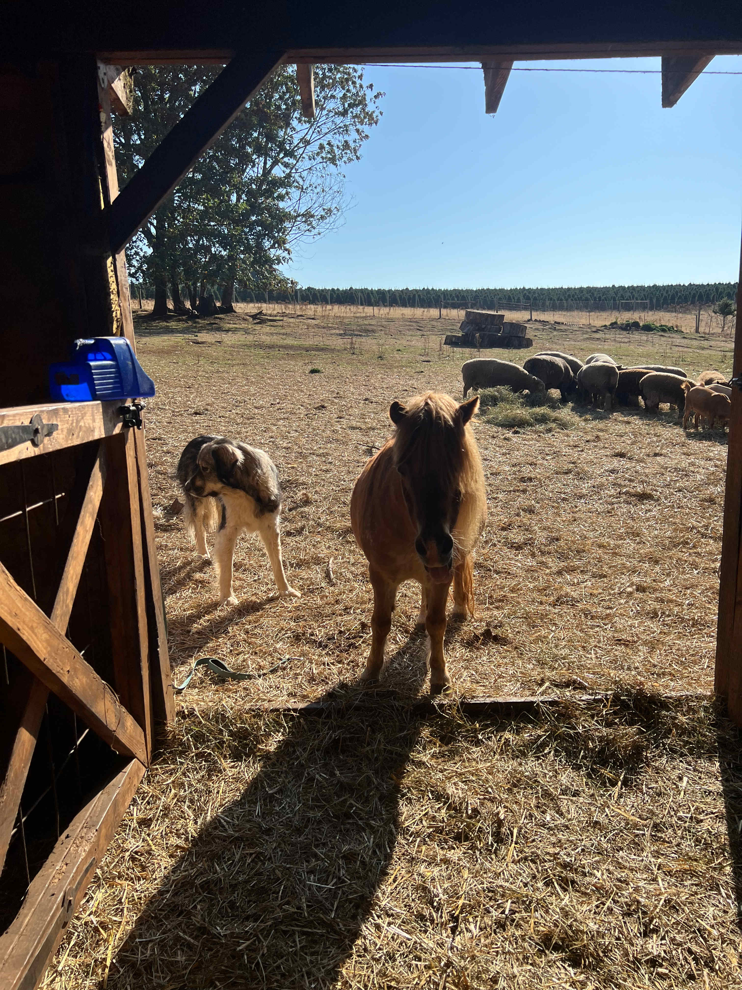 Buena Vista Lavender Farm