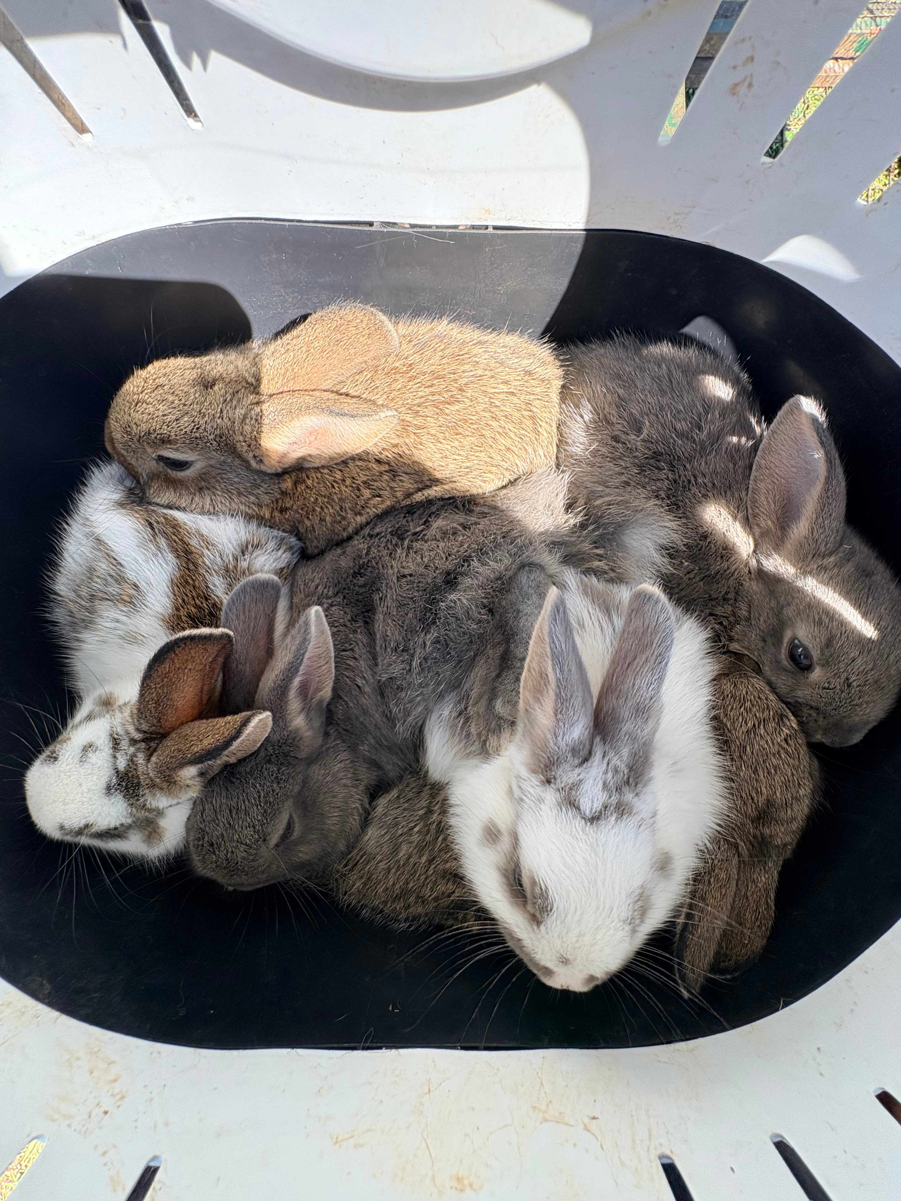 Caravan in the mountains