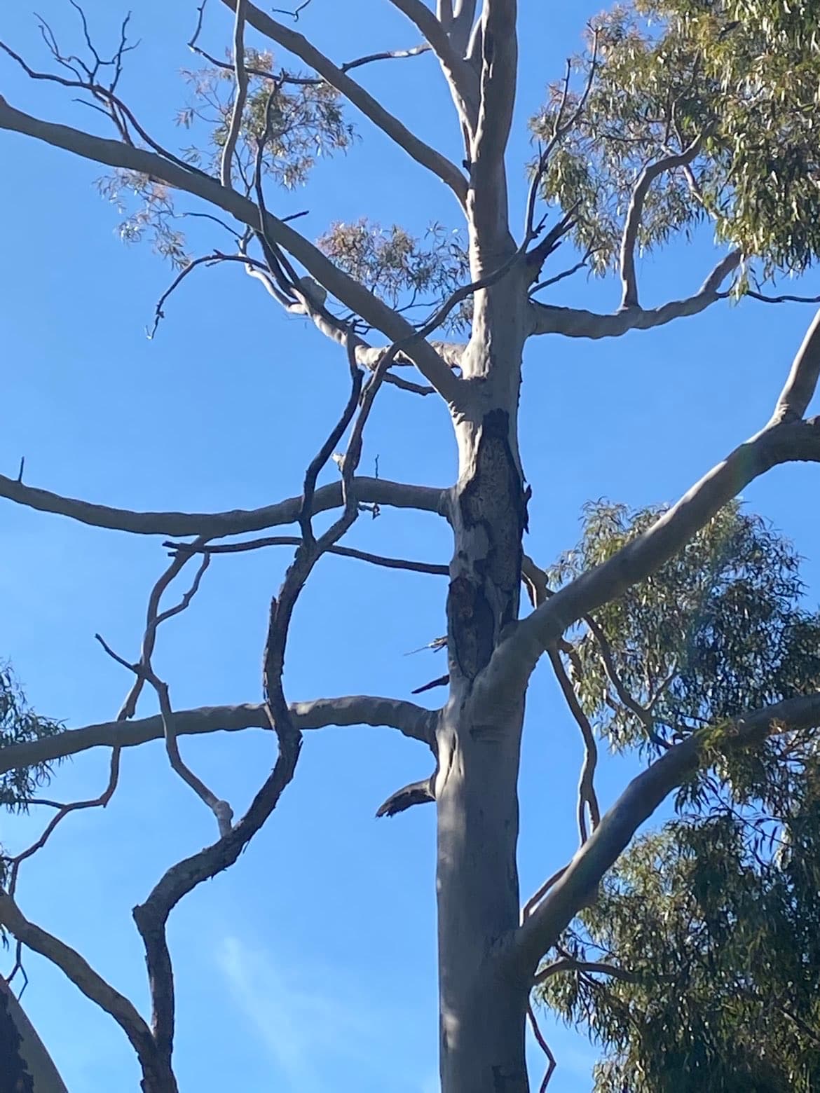 Bee Keepers Homestead