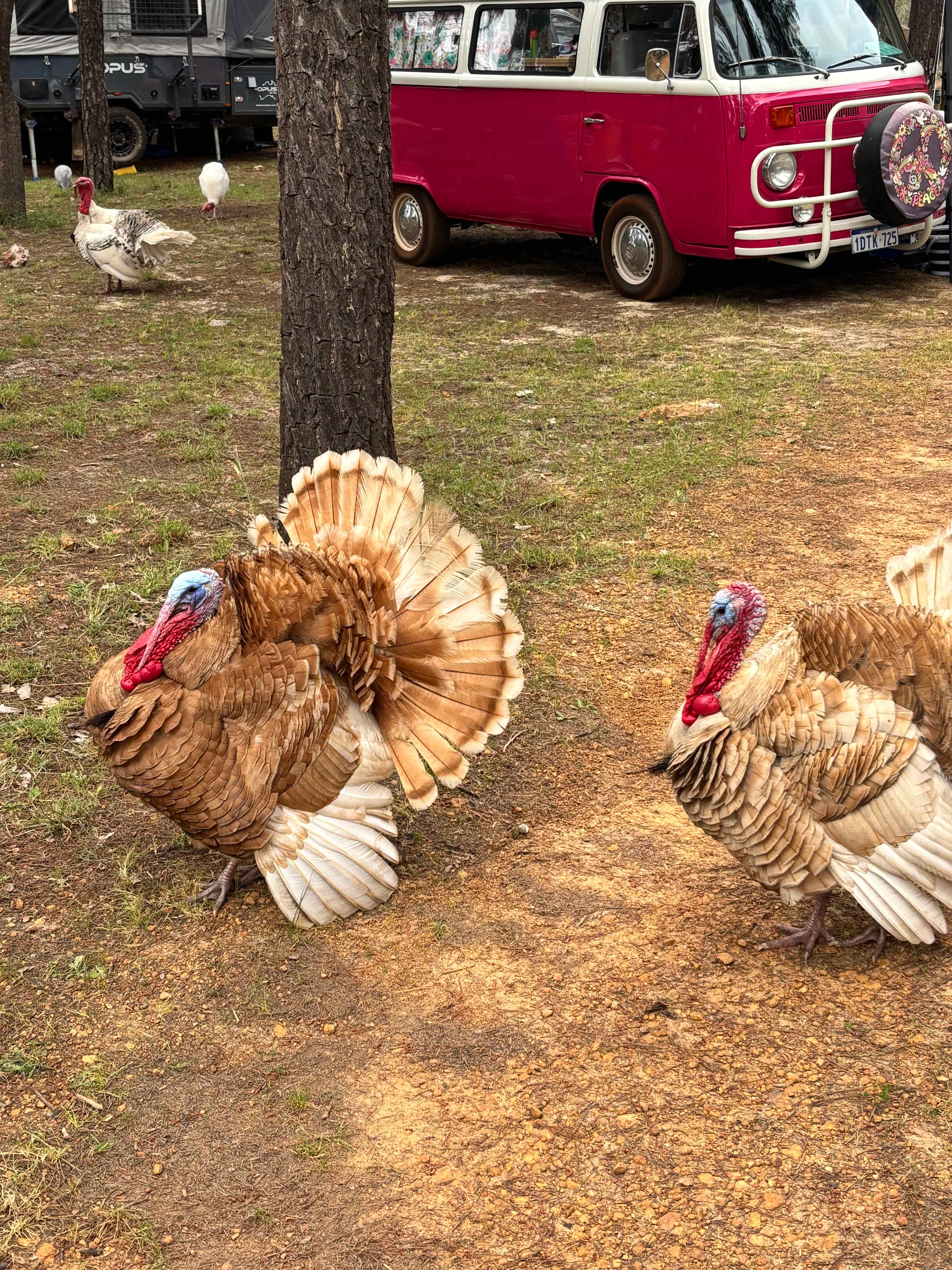 Little Eeden Farm Pine Camp
