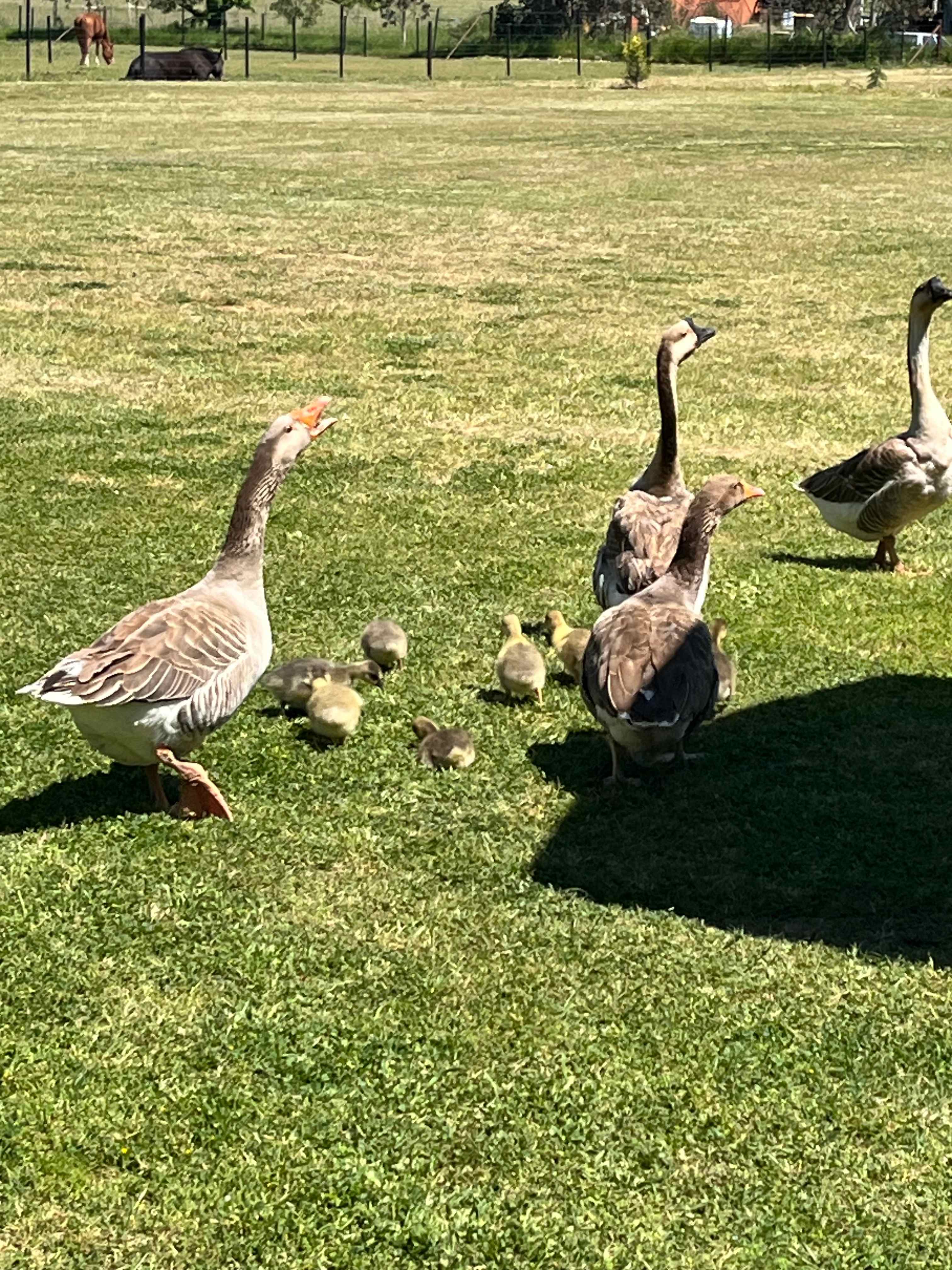 Sheffield B&B Farm stay Tamworth