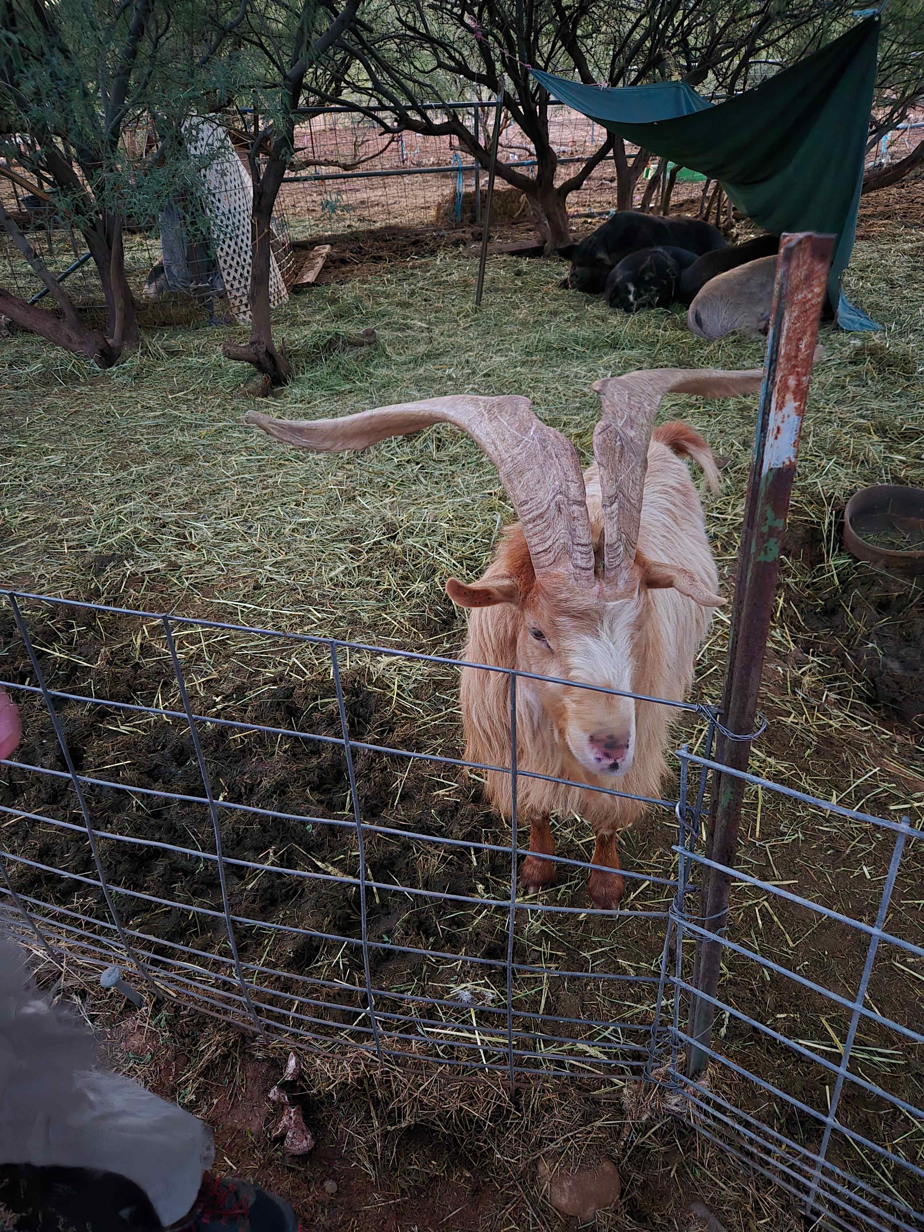 Rural Ranch & Petting Farm