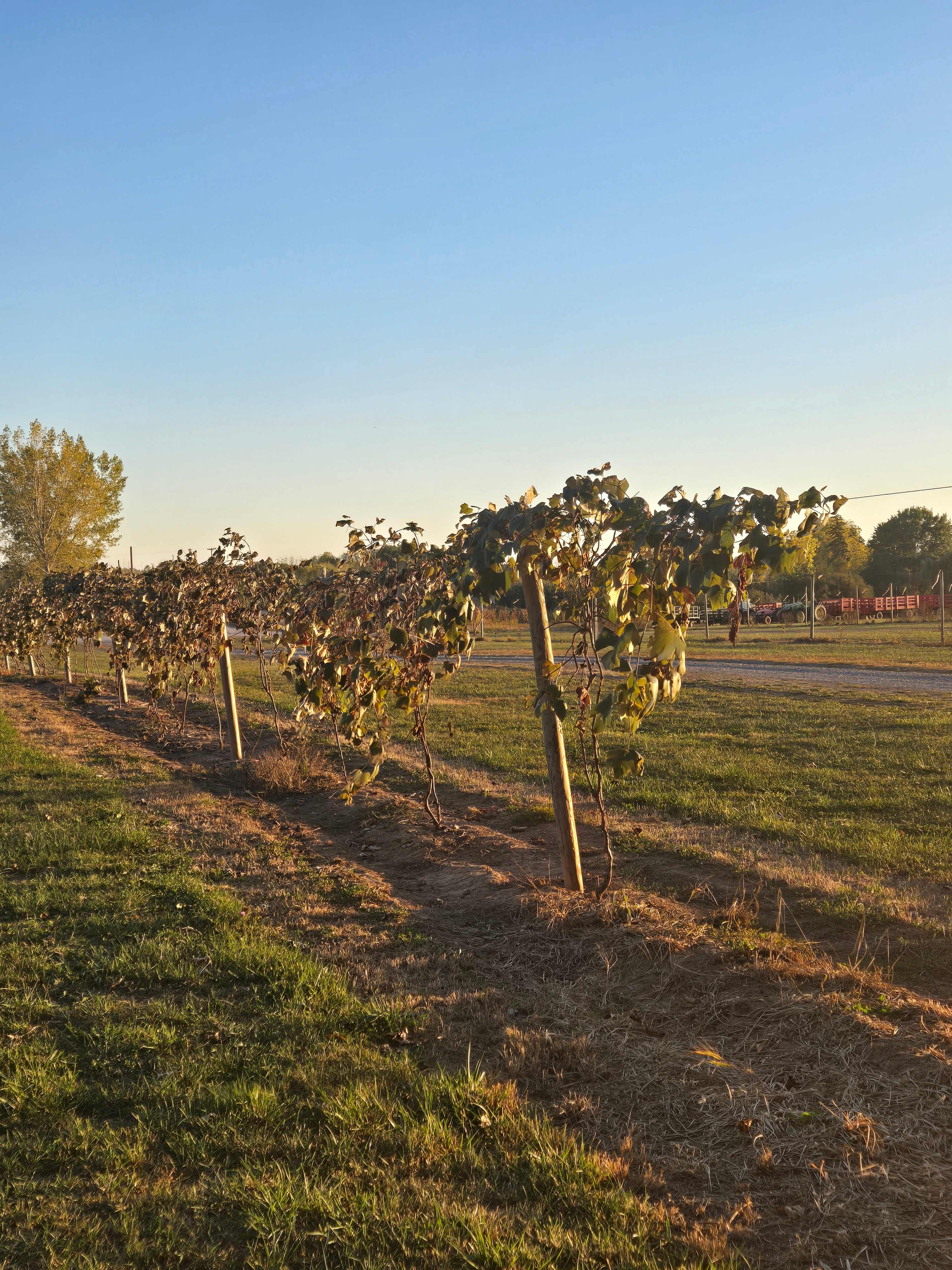Becker Farms | Vizcarra Vineyards
