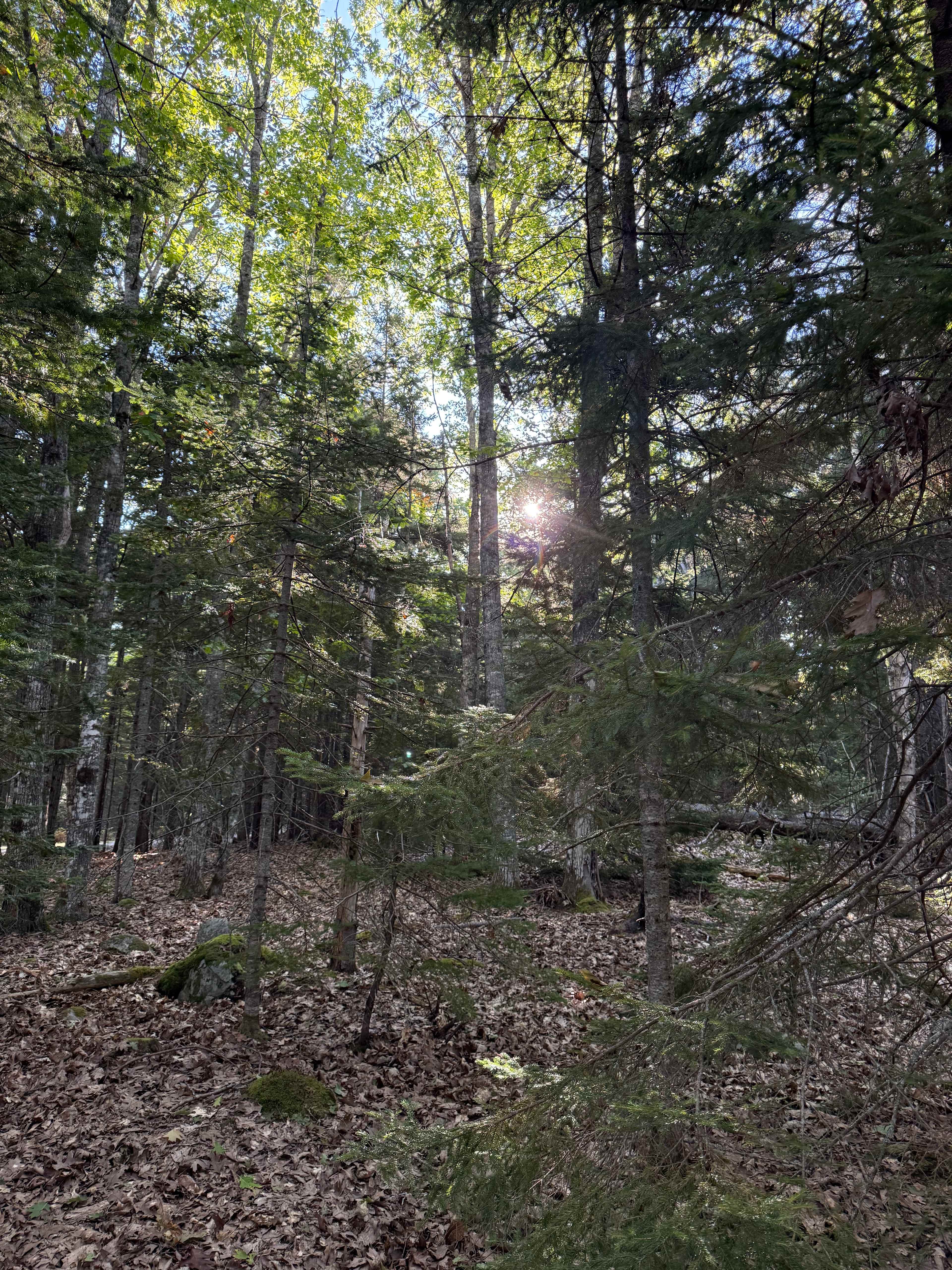 Campsite tucked into woods
