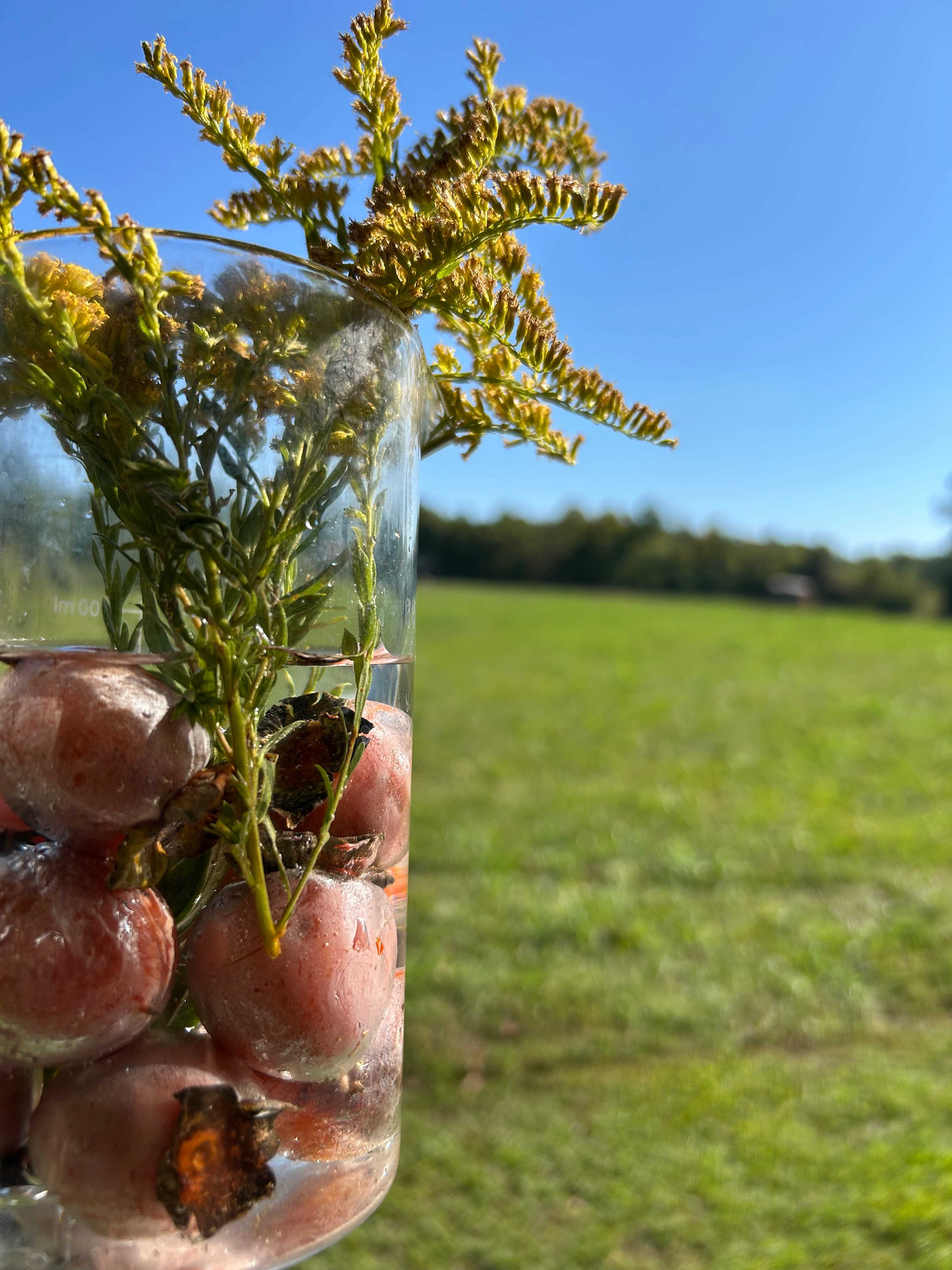 Wine Trail Wilderness