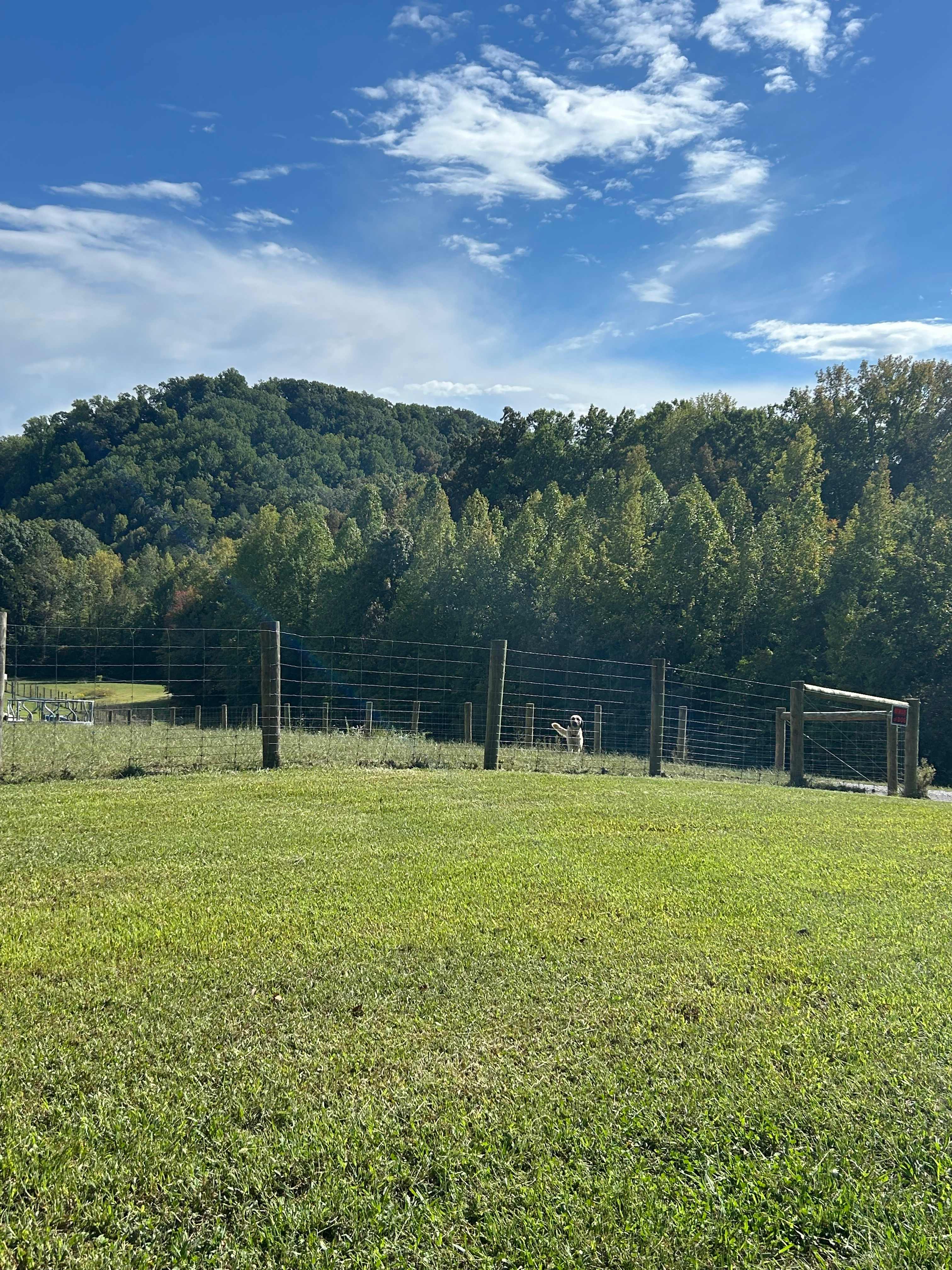 Canine Caretaker 😃