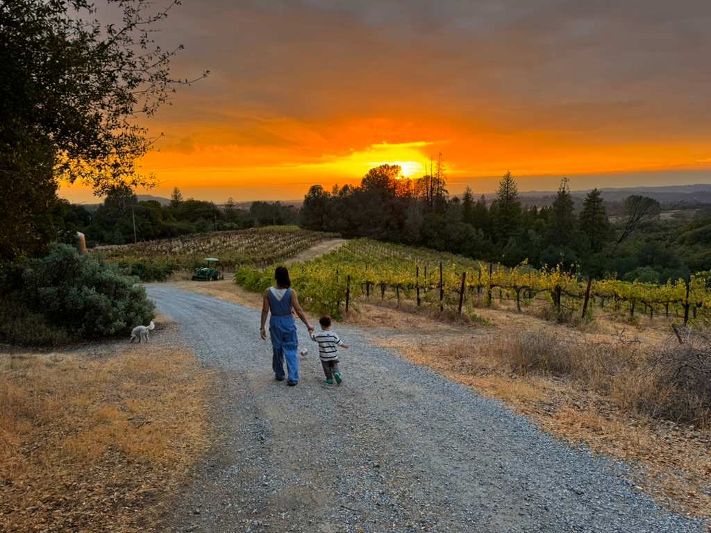 Camp 🏕 Gold Dust Vineyard