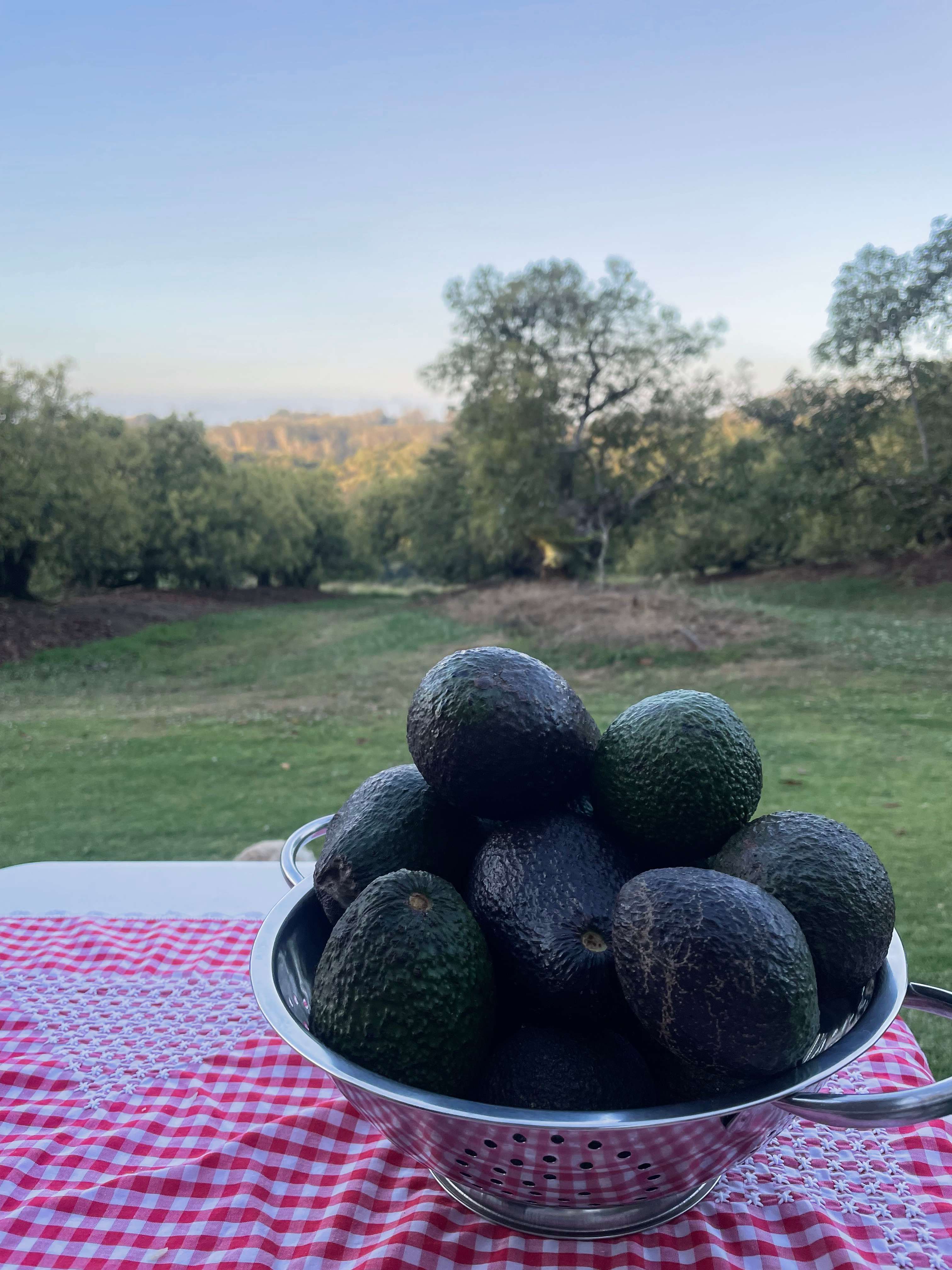 Tremayne - The Old Avocado Farm