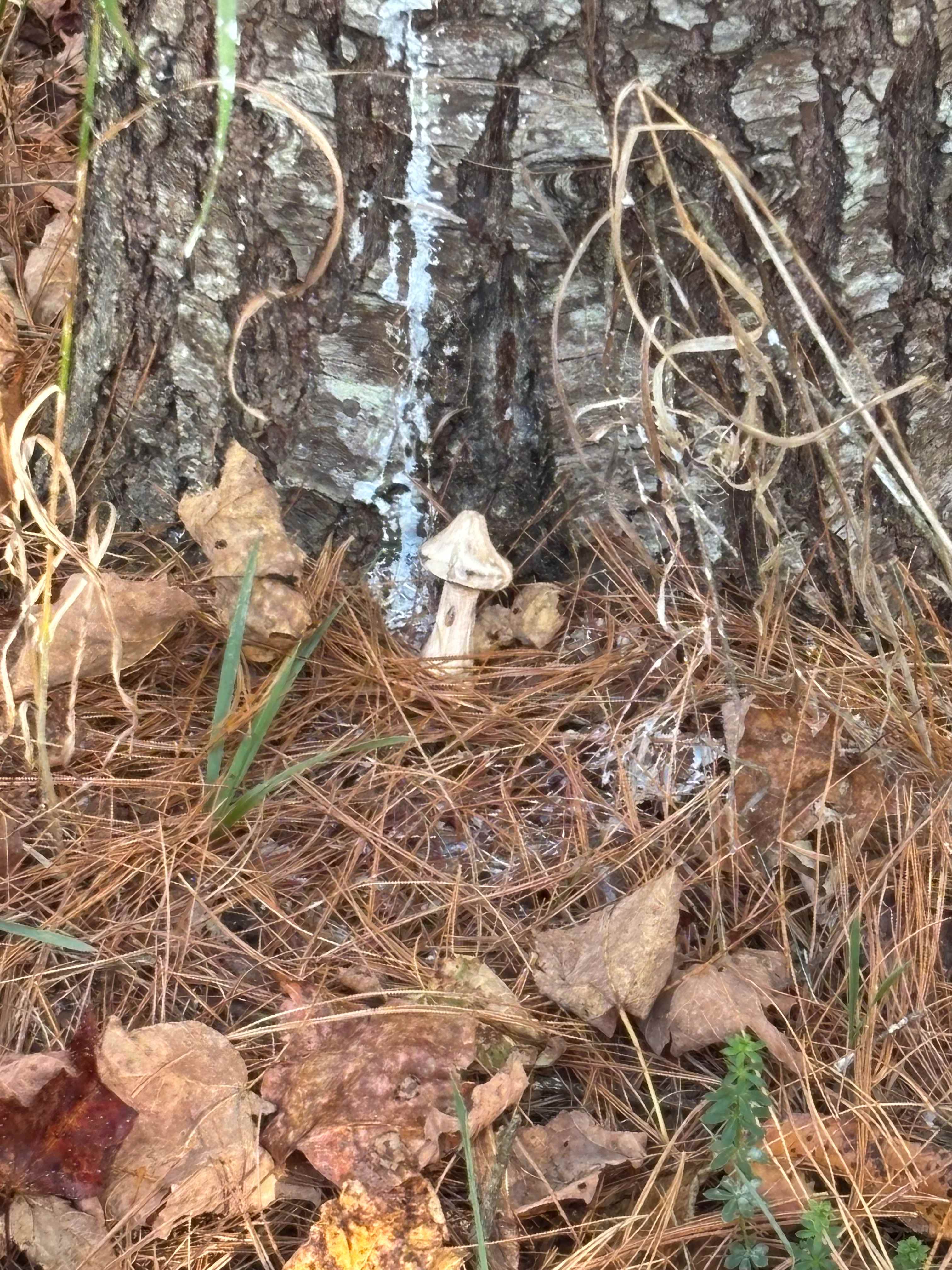 Find the mushroom at Cherry Glen!