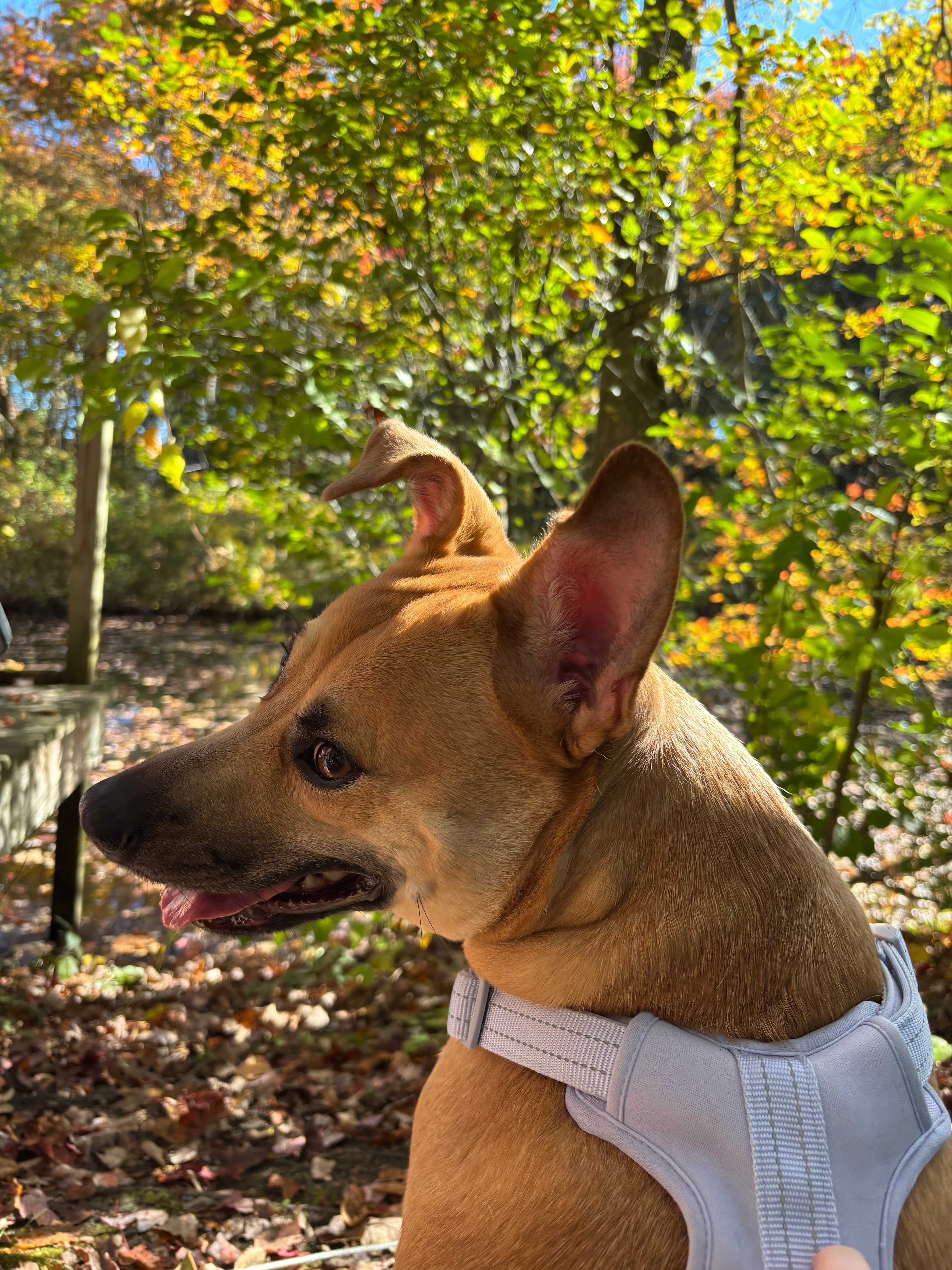 Magpie and Jaebird's Little A-frame