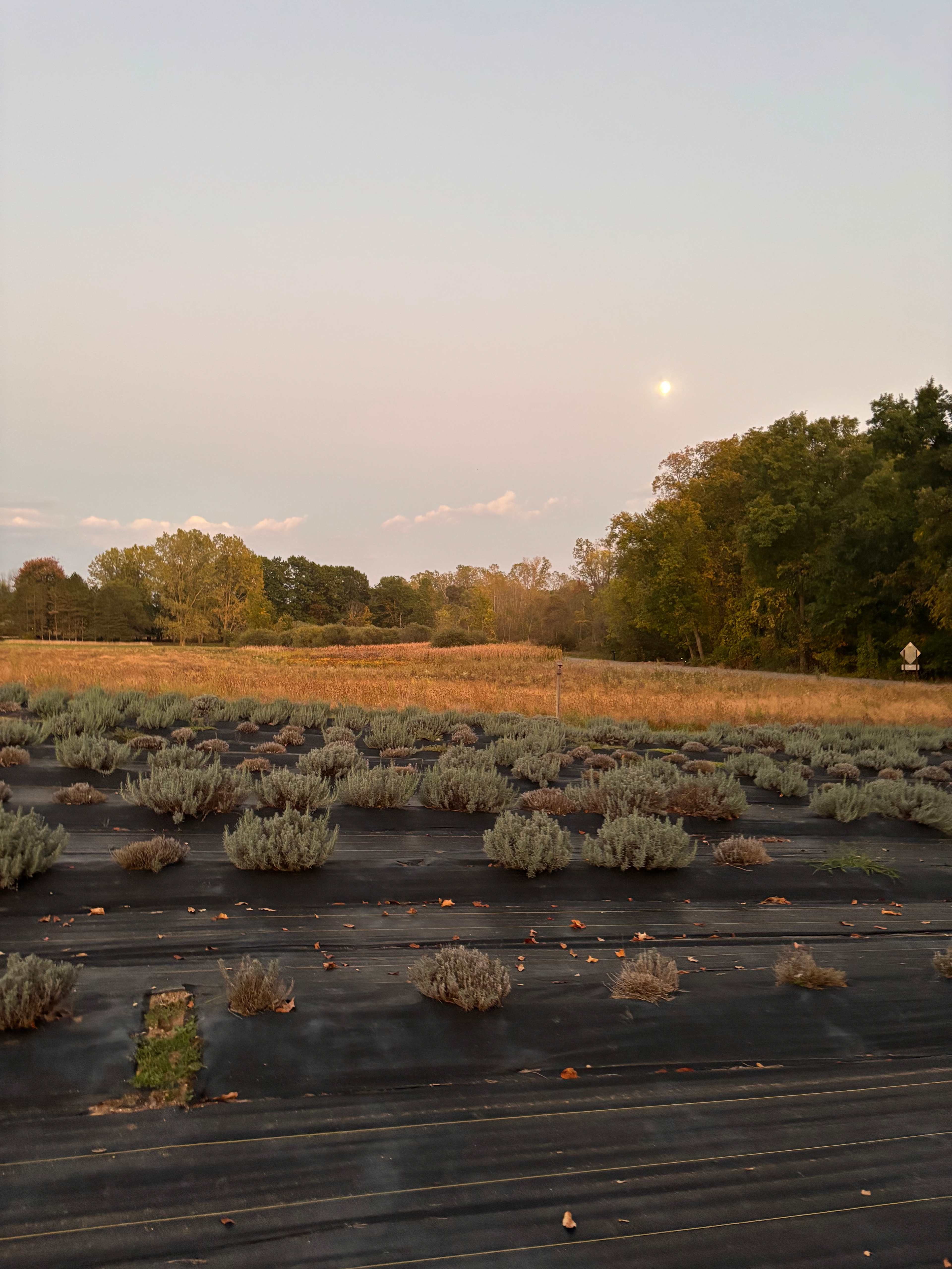 Oak Lore Lavender Farm