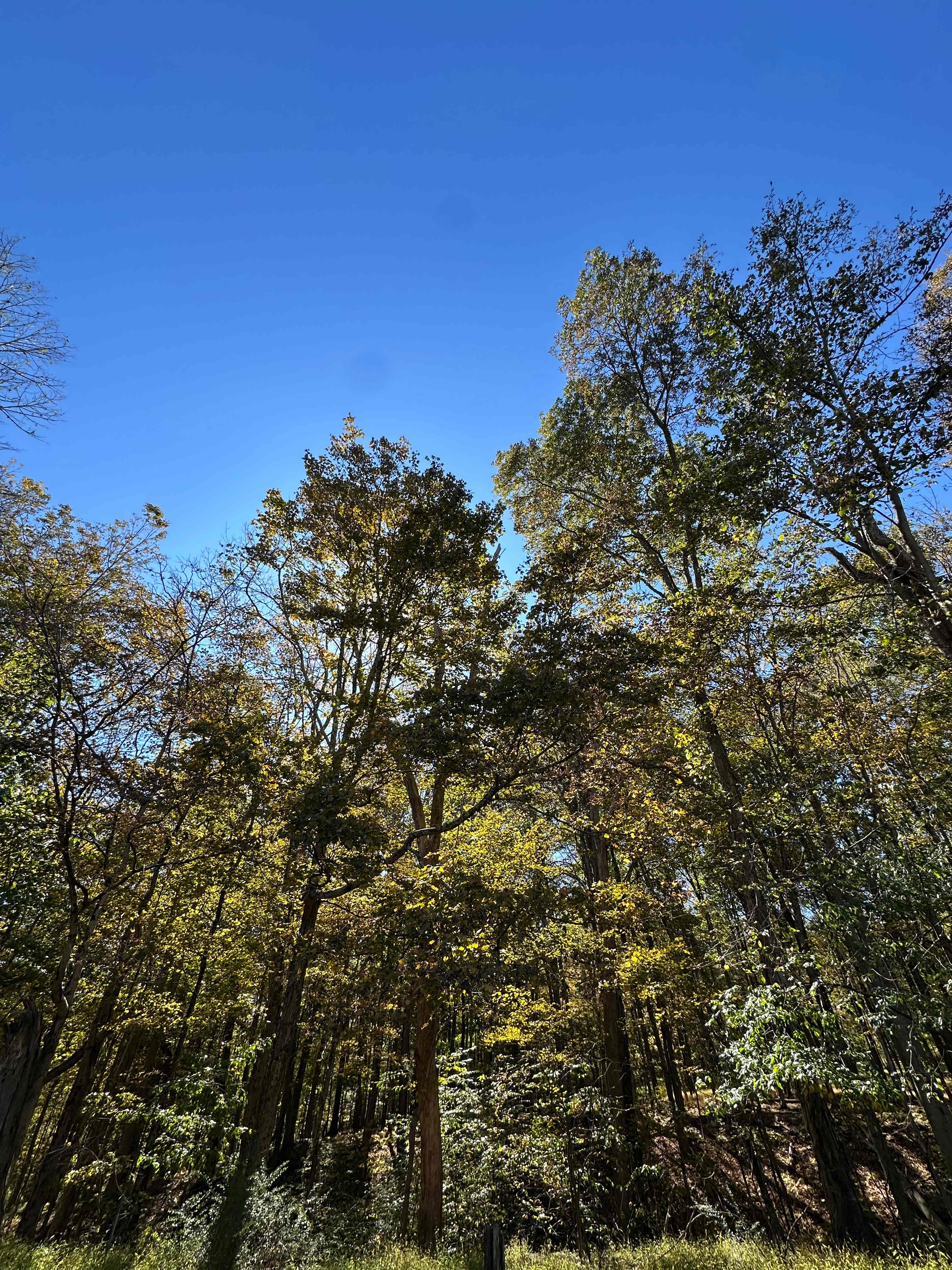 Forest or field camping