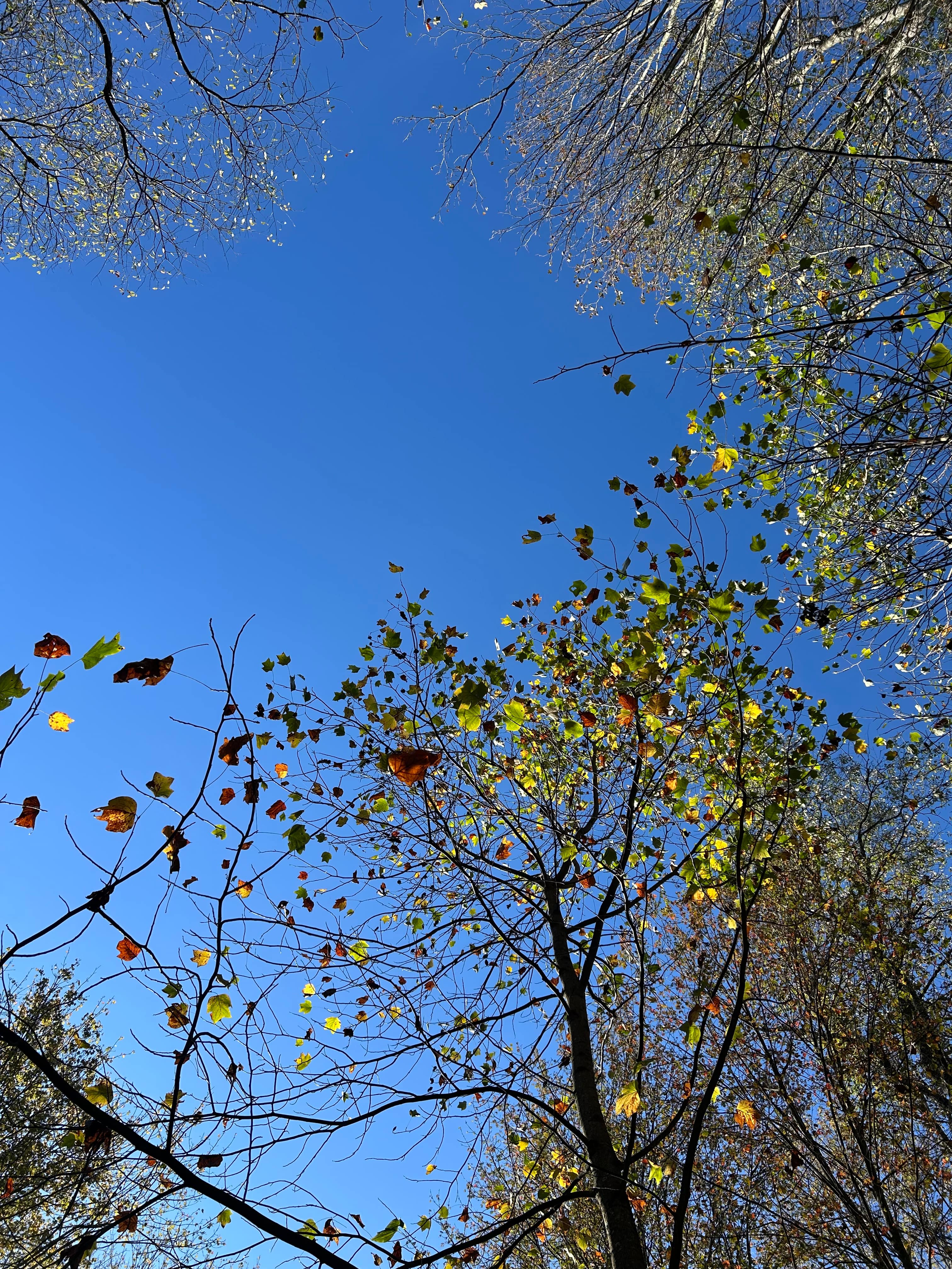 All Ferns Most of the Time