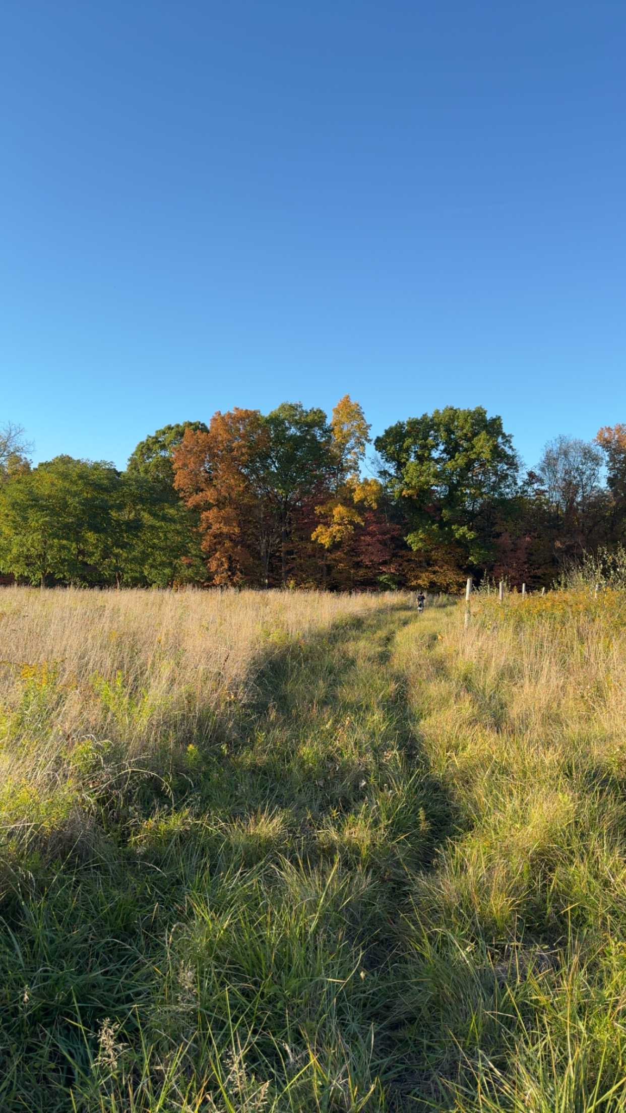 Mission Hemlock Grove