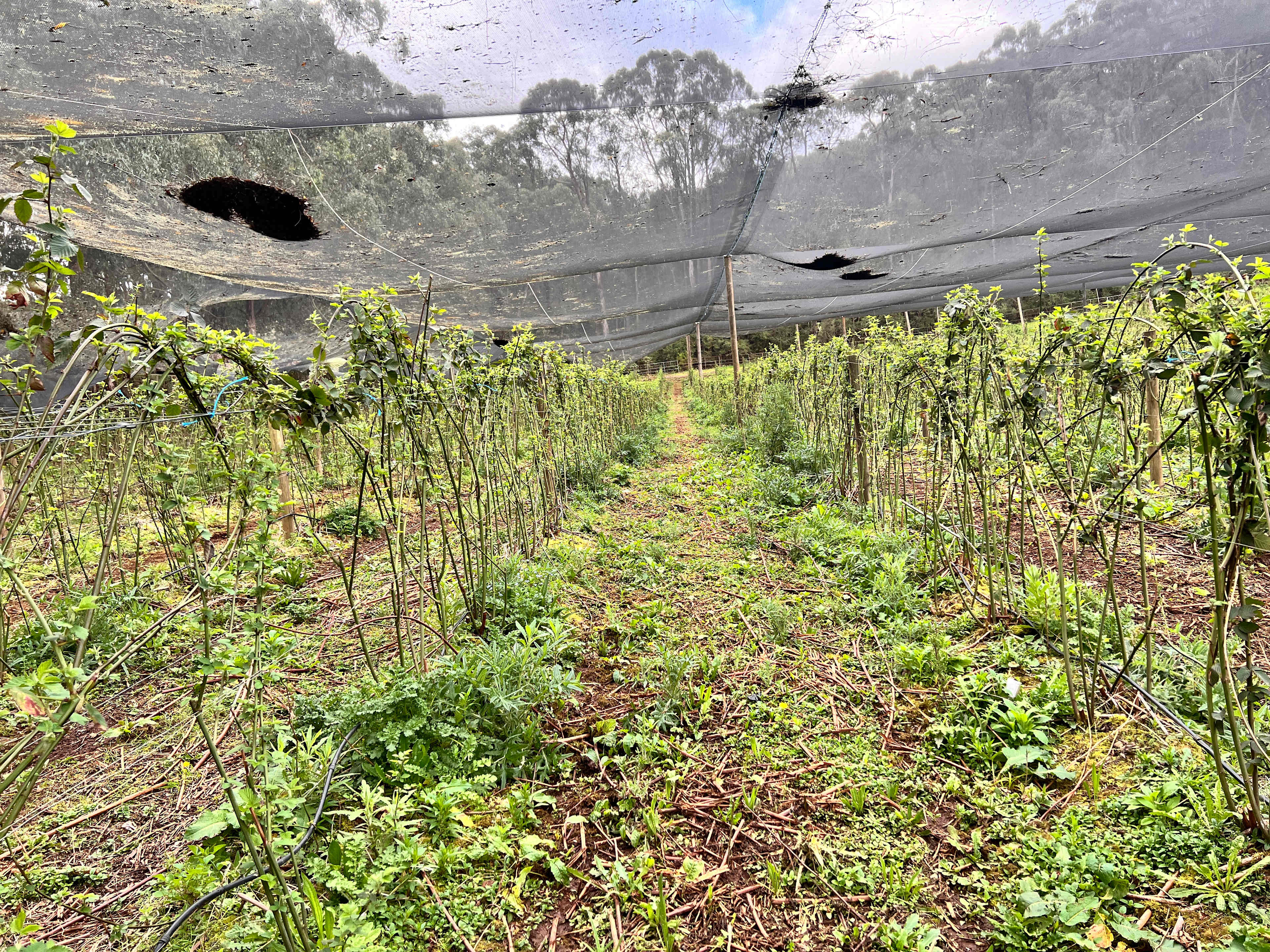 Nerrigundah Contrée Sauvage