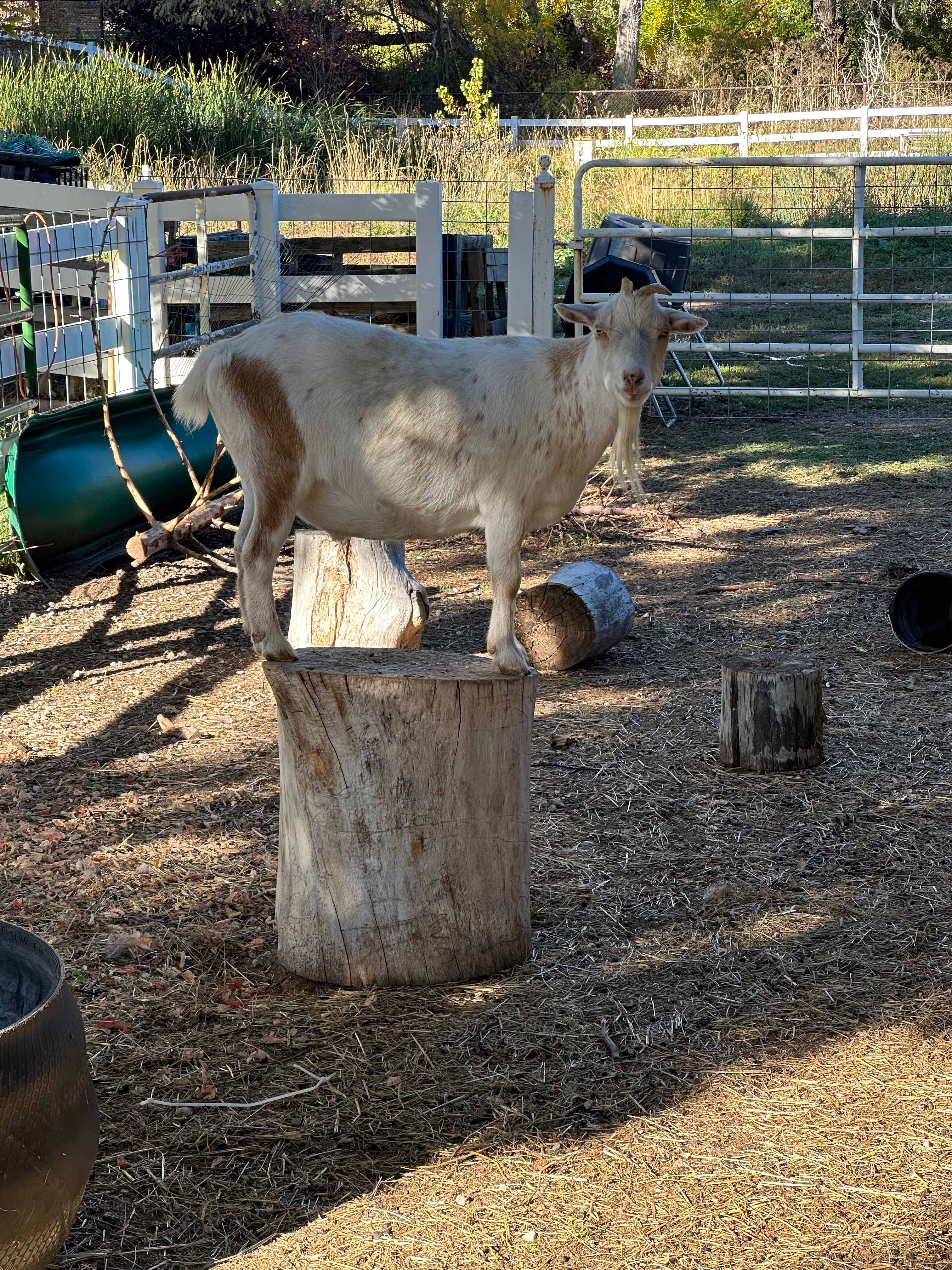 Urban Flower Farm Oasis