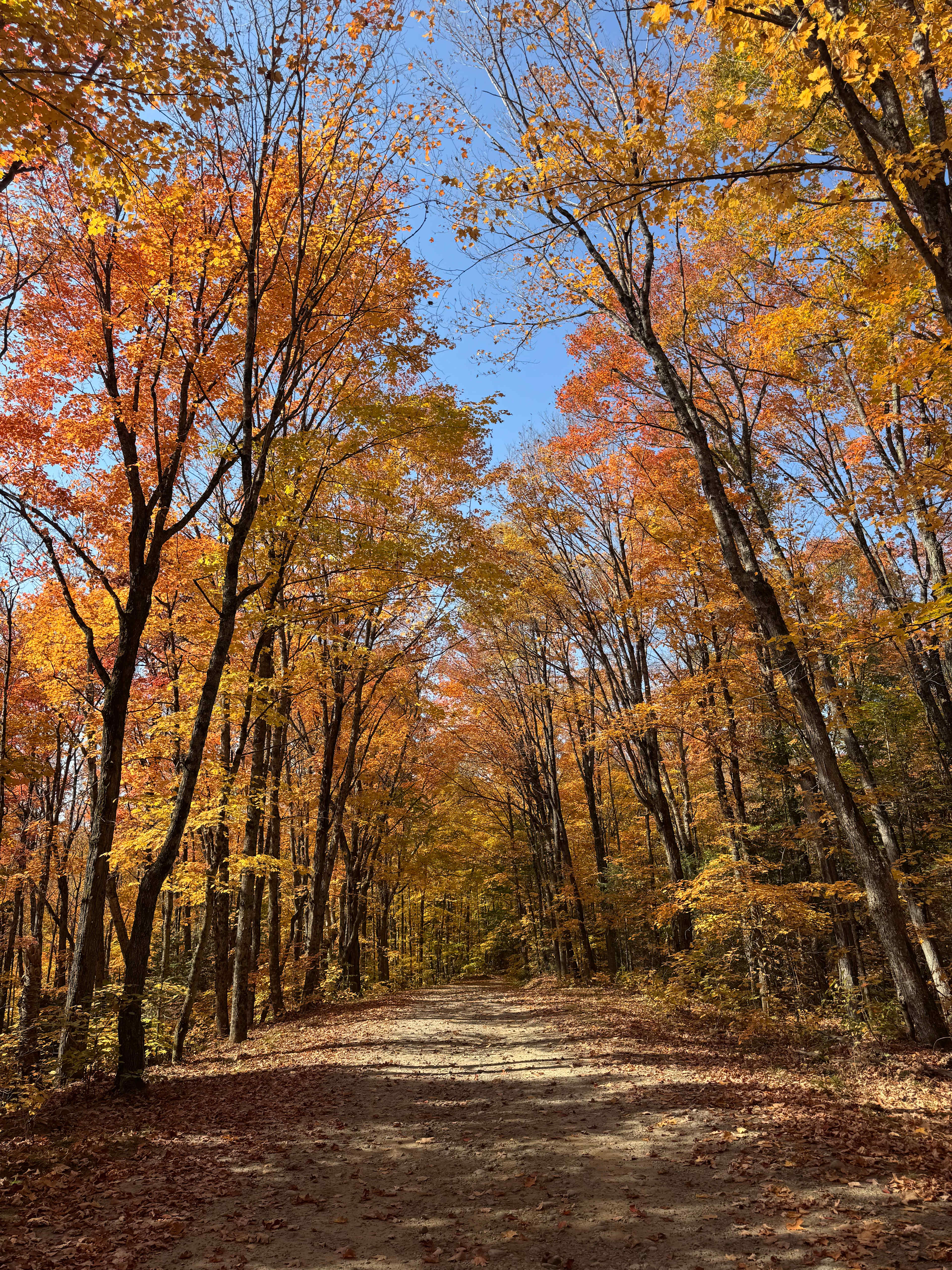 Mitziville By The Lake